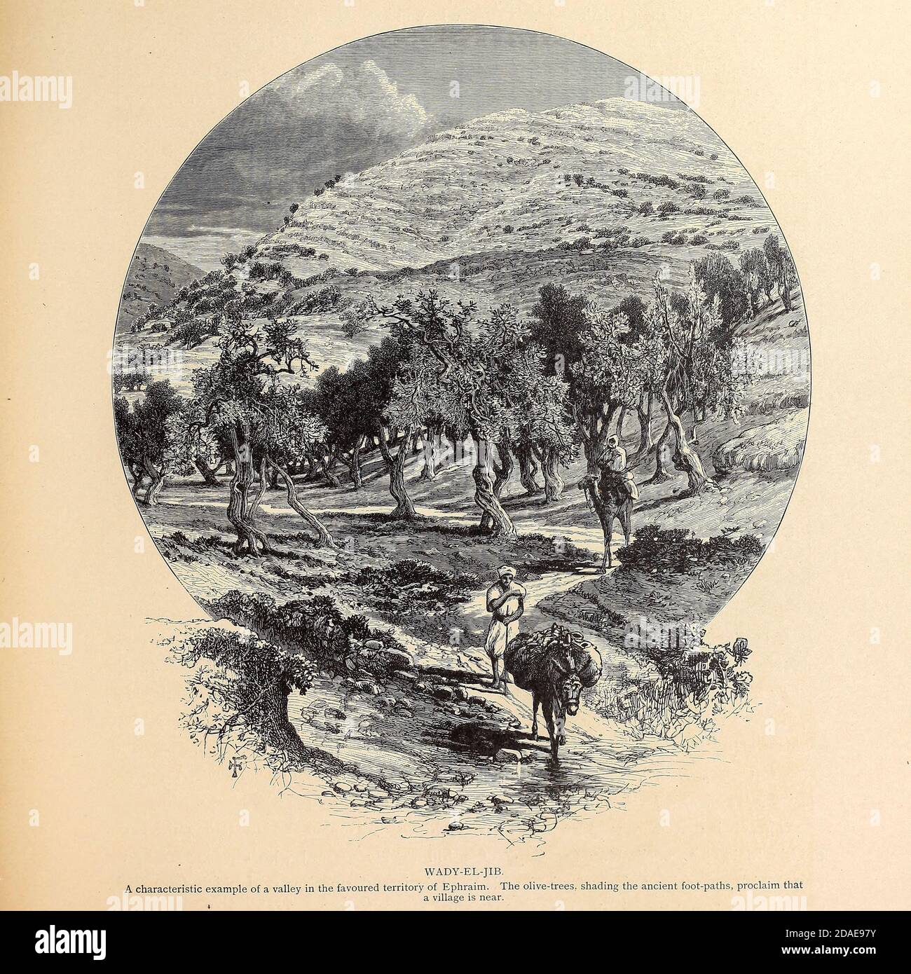 Olive Trees in Wady El-Jib from the book Picturesque Palestine, Sinai, and Egypt By  Colonel Wilson, Charles William, Sir, 1836-1905. Published in New York by D. Appleton and Company in 1881  with engravings in steel and wood from original Drawings by Harry Fenn and J. D. Woodward Volume 1 Stock Photo