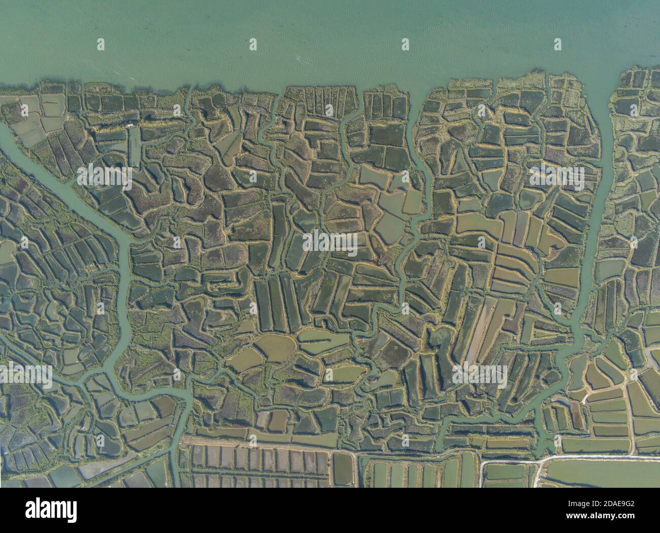 France, Nieulle-sur-Seudre, territory gained on the sea, in the heart of ancient salt marshes rehabilitated in clear oyster farms (aerial view) Stock Photo
