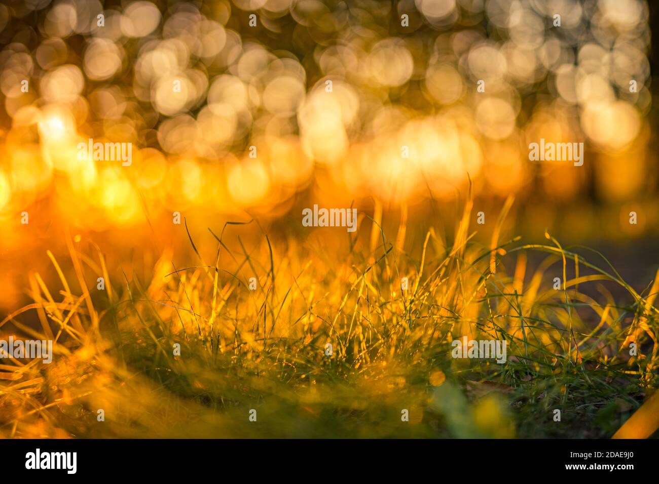 Green grass background with sun beam. Bright natural bokeh. Soft focus. Abstract nature background. Dream sunrise sunset foliage, rays, beams Stock Photo