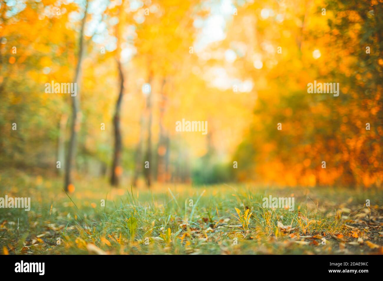 Pathway in the autumn forest. Blurred artistic nature scenery, orange yellow tree and blurred grass meadow. relaxing autumnal landscape Stock Photo