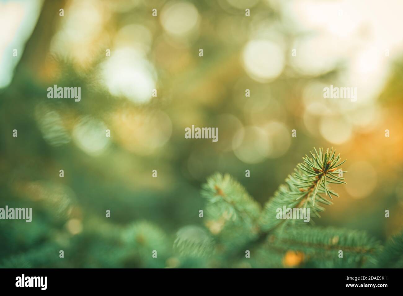 Closeup close up tree branches hi-res stock photography and images - Alamy
