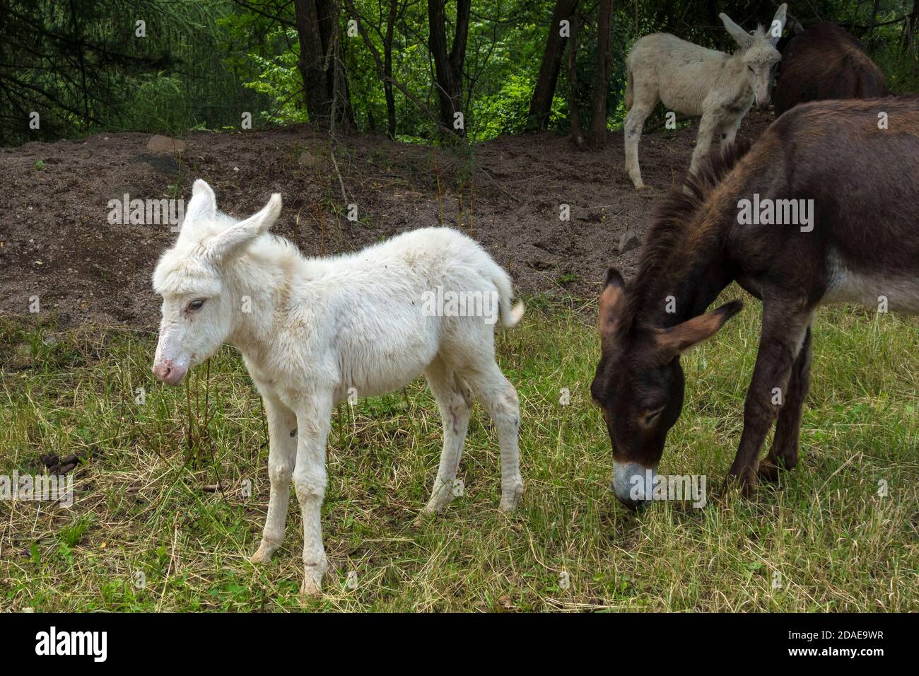 White donkey hires stock photography and images Alamy