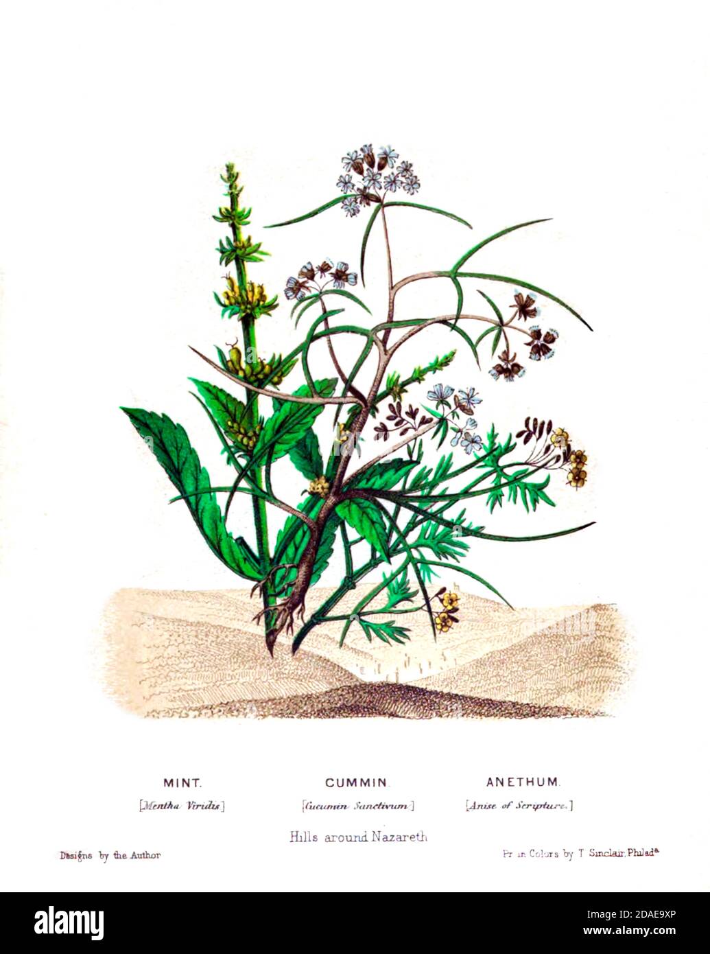 Bouquet of Mint (Mentha viridis), Cummin (Cuminum cyminum), Anethum (Anise) from Plants Of The Holy Land: With Their Fruits And Flowers, Beautifully Illustrated By Original Drawings, Colored From Nature by Rev. Osborn, H. S. (Henry Stafford), 1823-1894 Published in Philadelphia, By J.B. Lippincott & Co. in 1861 Stock Photo