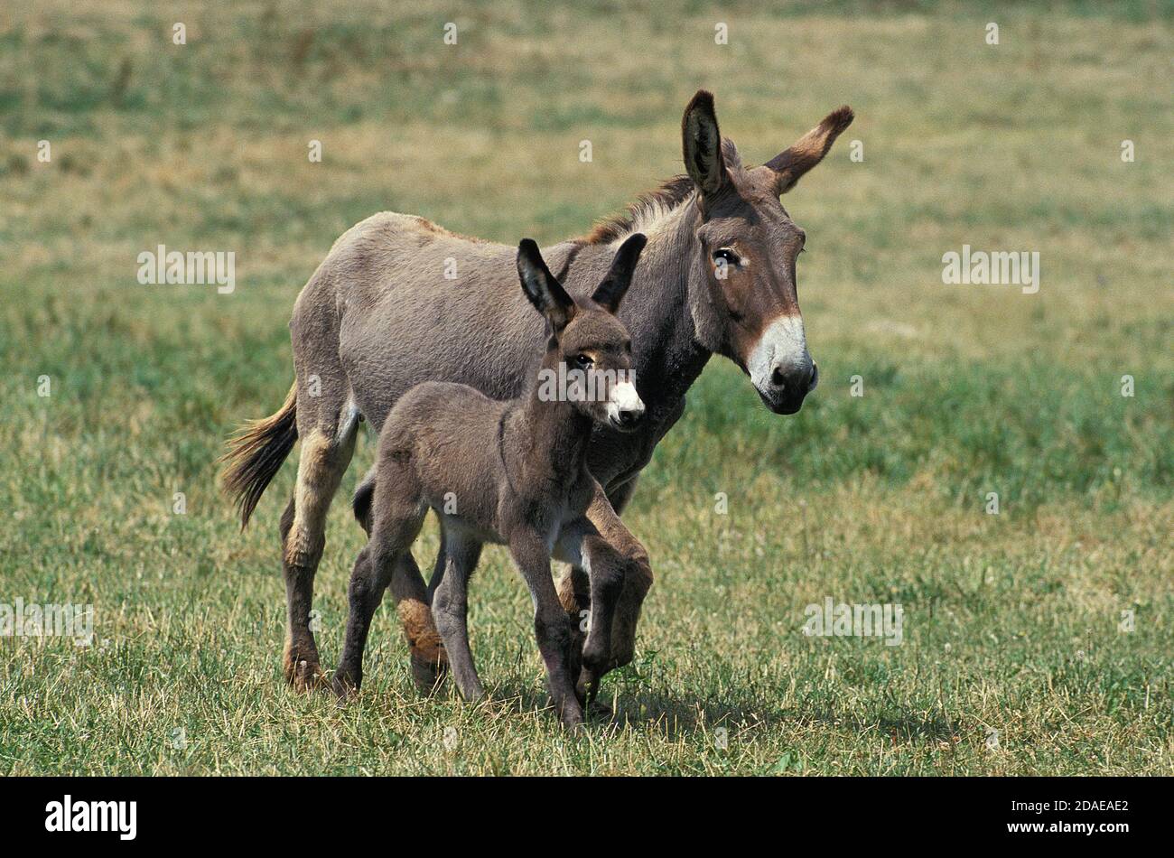 grey-donkey-a-french-breed-mare-with-foal-trotting-through-meadow