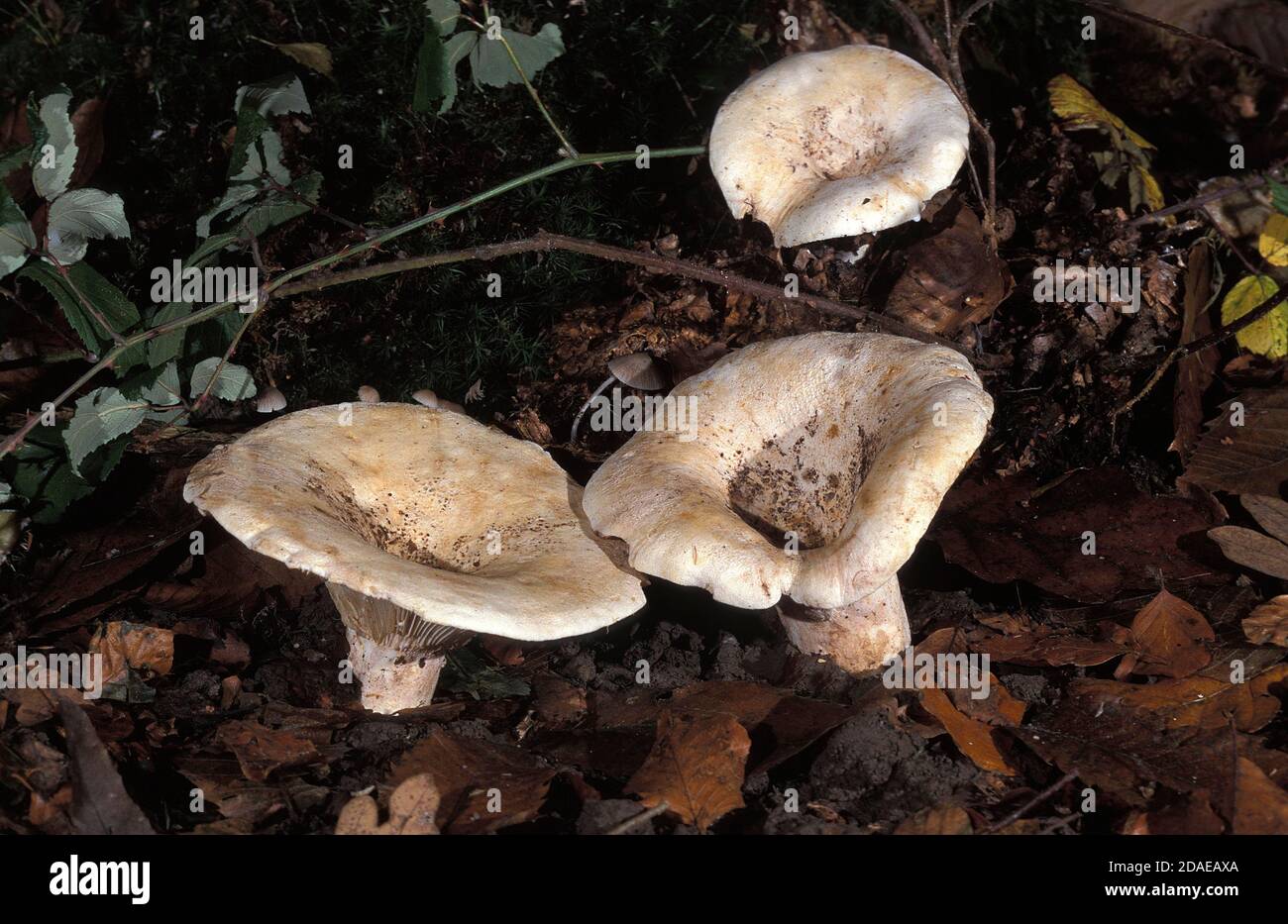 FLEECY MILKCAP lactarius vellereus, NORMANDY IN FRANCE Stock Photo
