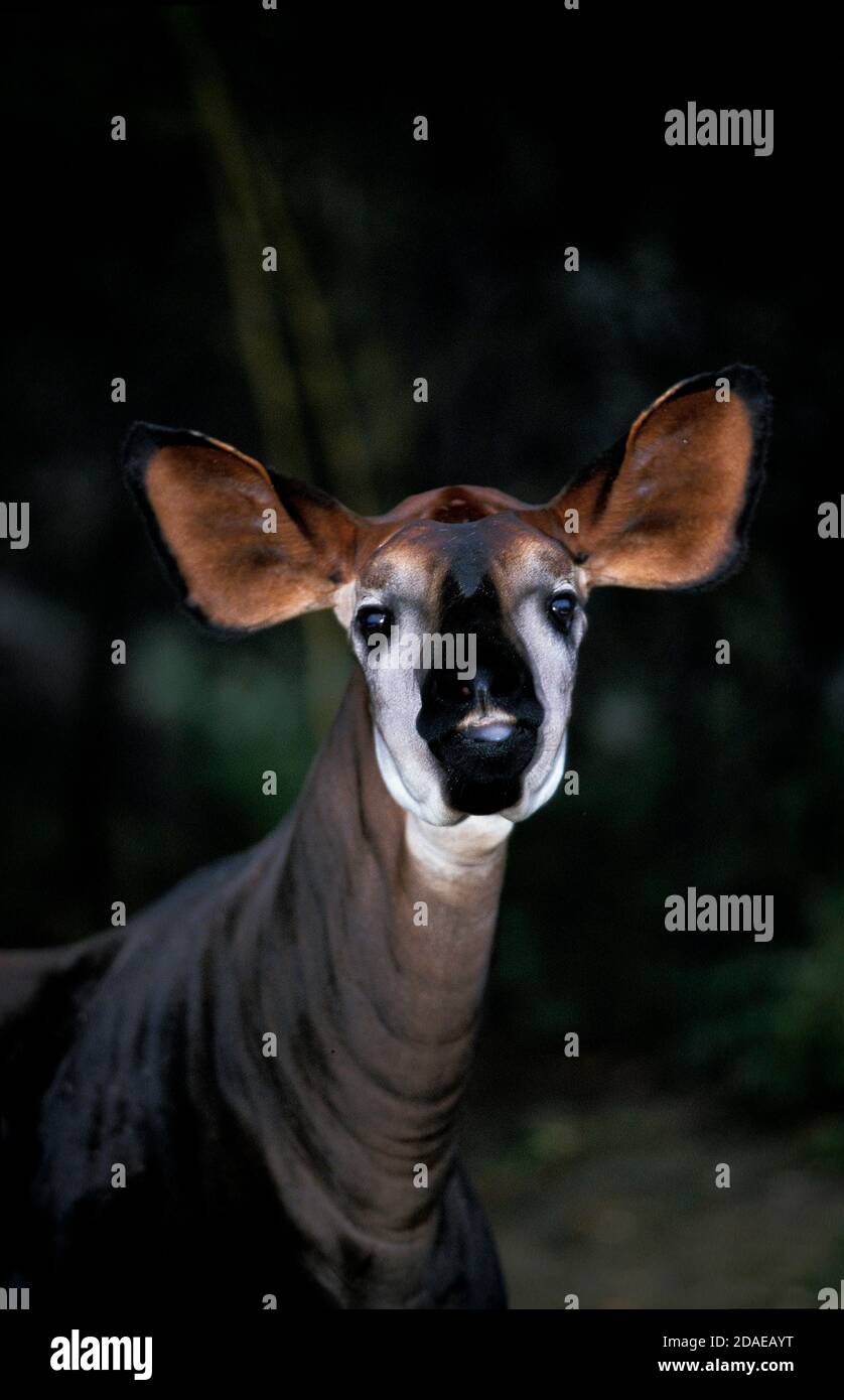 OKAPI okapia johnstoni, PORTRAIT OF ADULT Stock Photo - Alamy