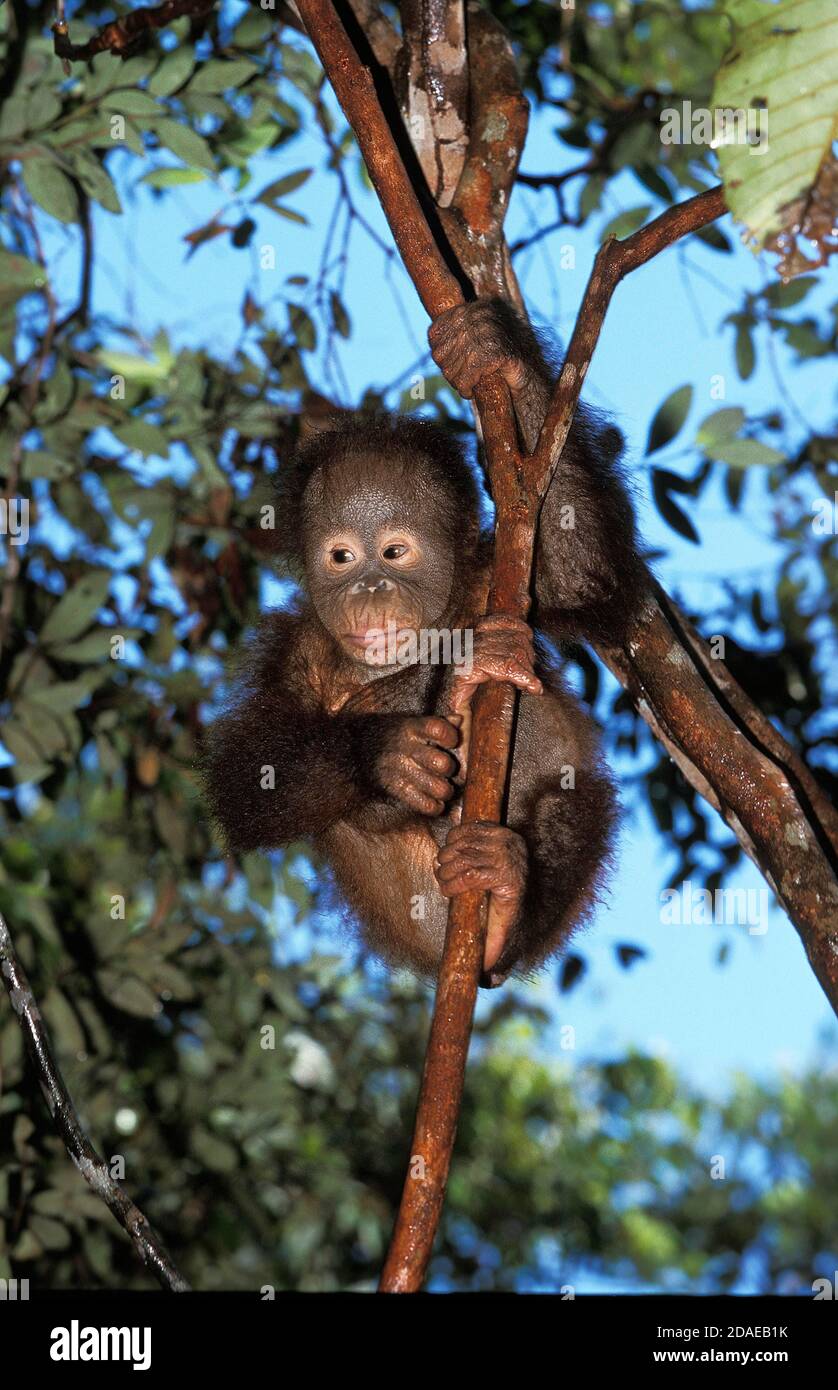 Baby pongo pygmaeus playing hi-res stock photography and images - Alamy