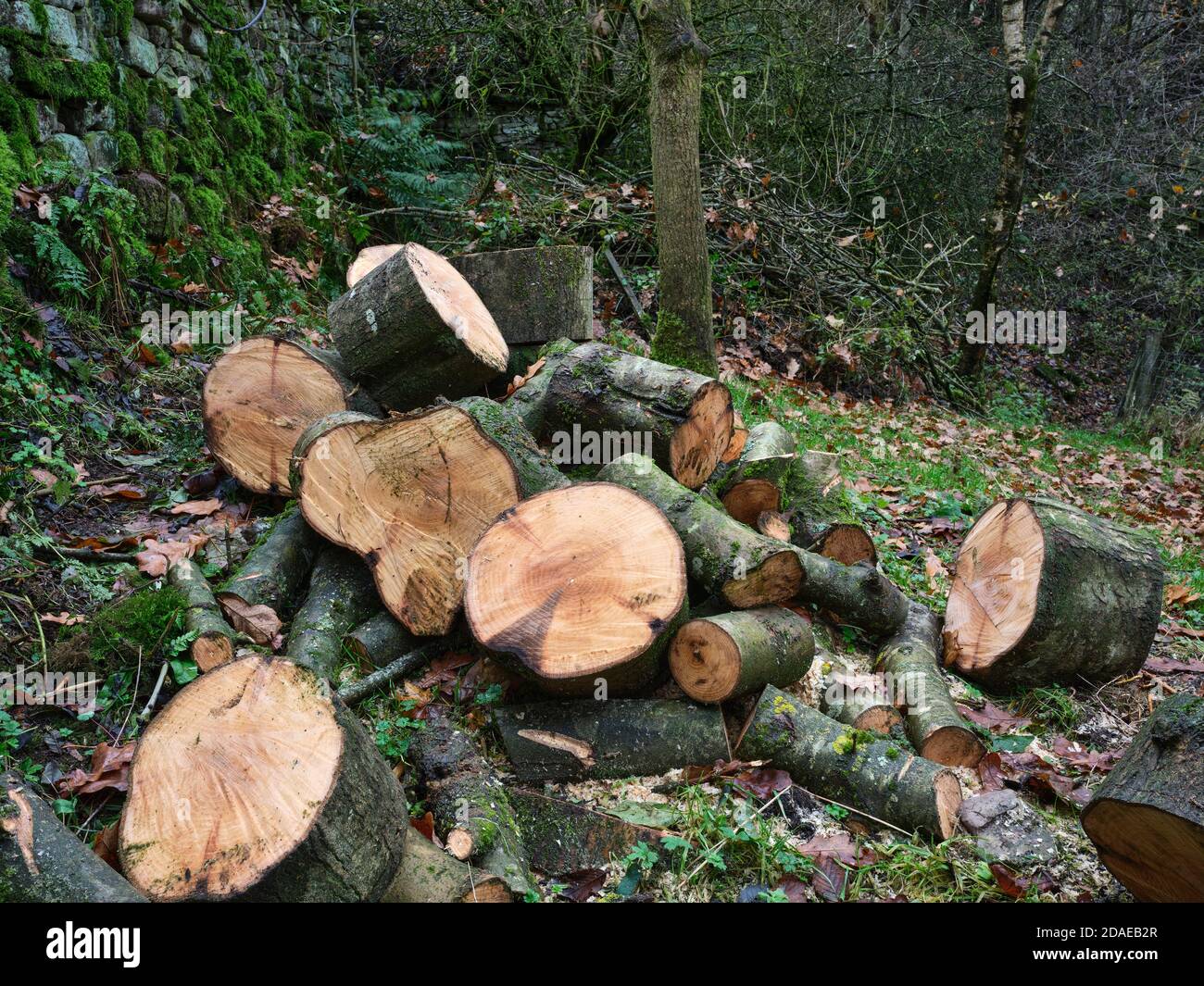 Ash tree disease hires stock photography and images Alamy