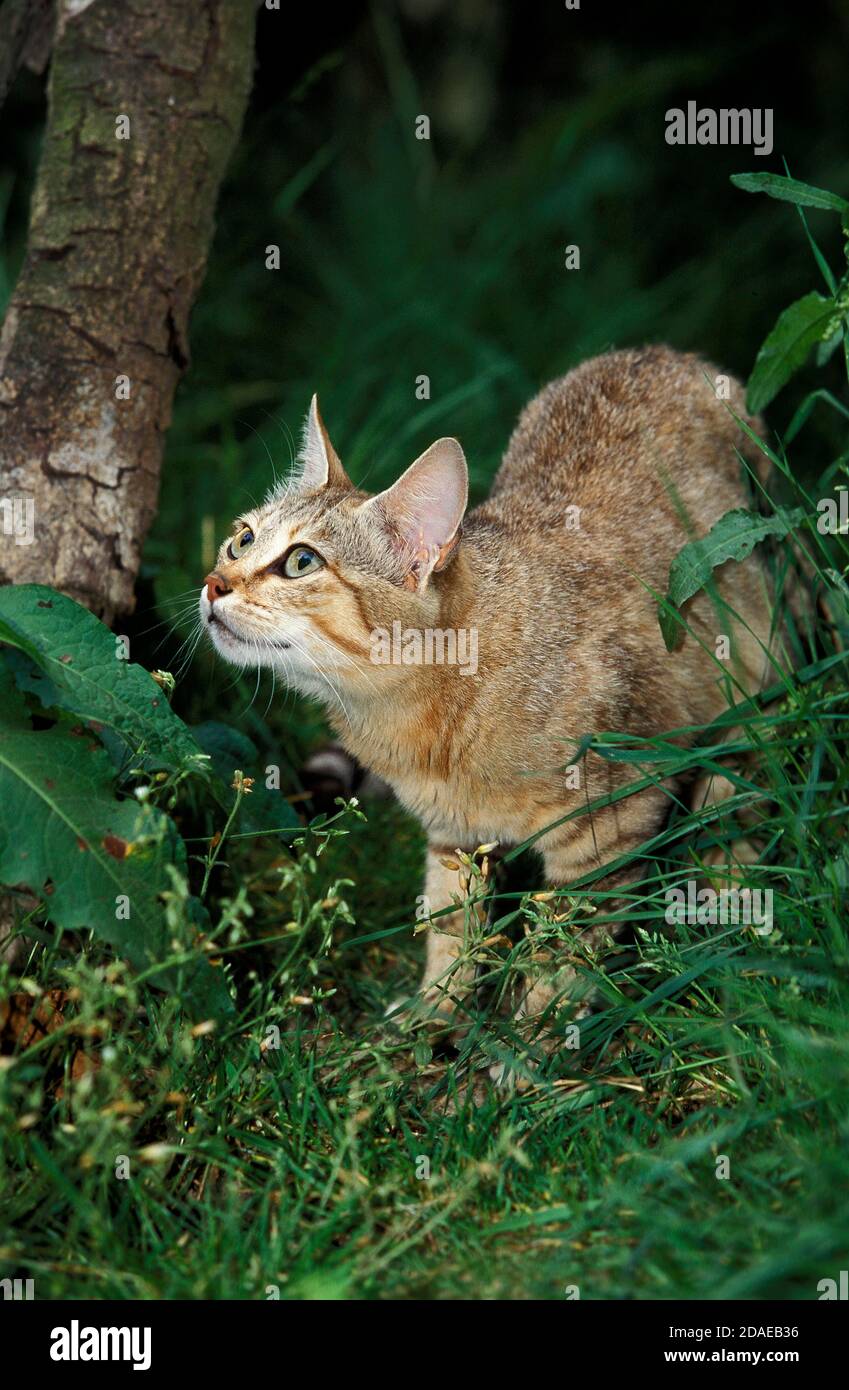 AFRICAN WILDCAT felis silvestris lybica, ADULT STANDING ON GRASS Stock Photo