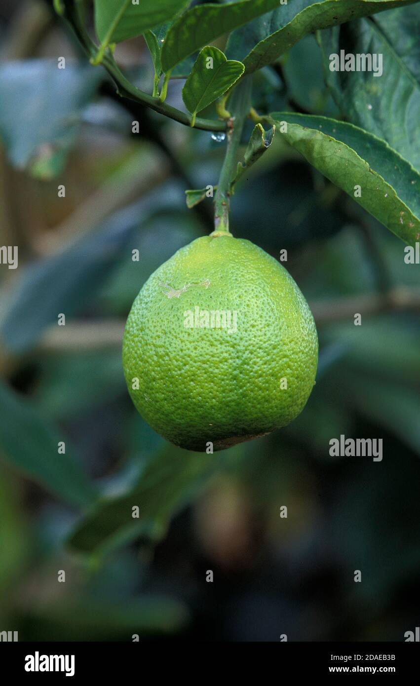 LEMON TREE citrus limonum IN HAWAII Stock Photo Alamy