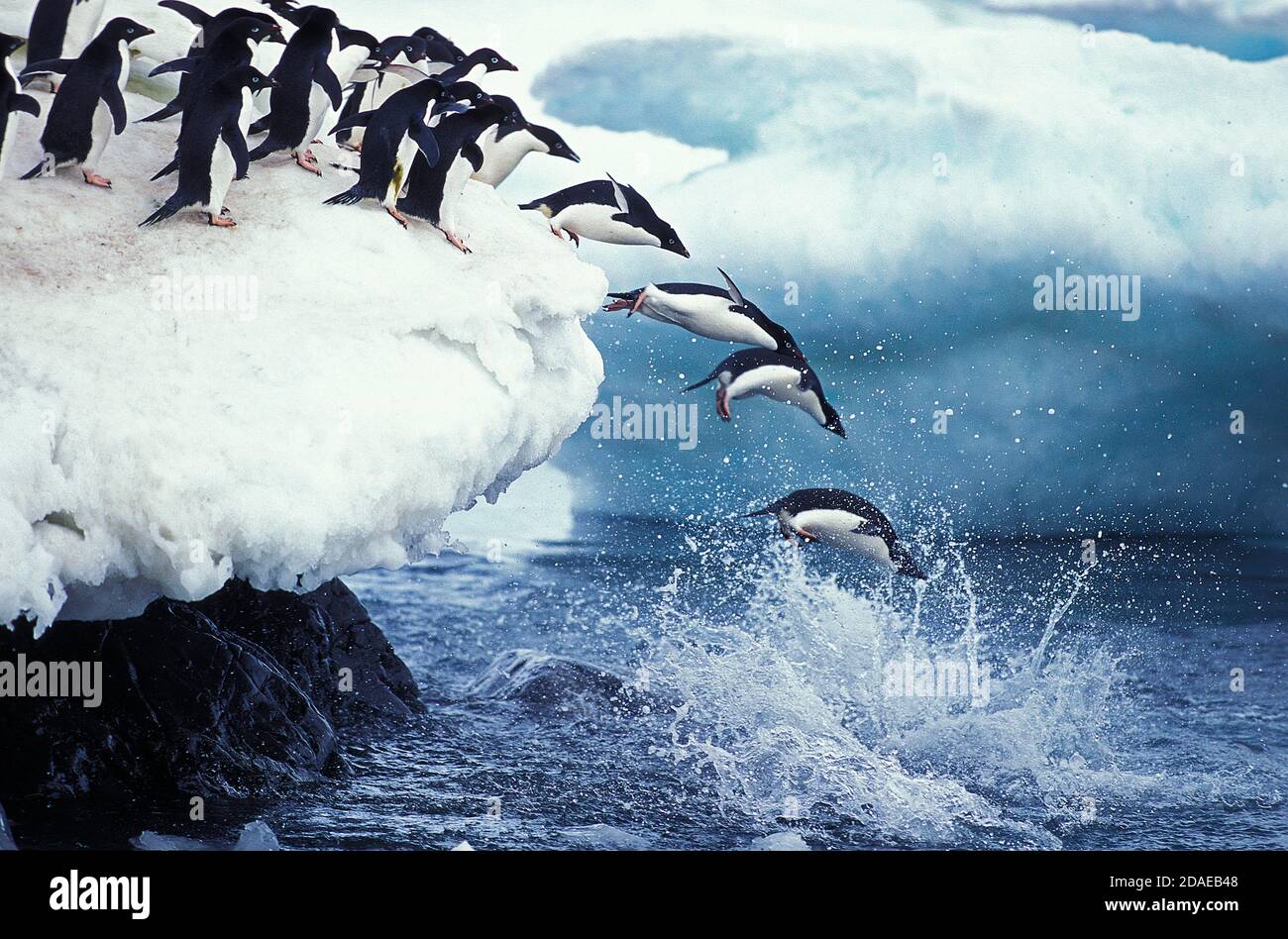ADELIE PENGUIN pygoscelis adeliae, COLONY ON PAULET ISLAND, GROUP ...