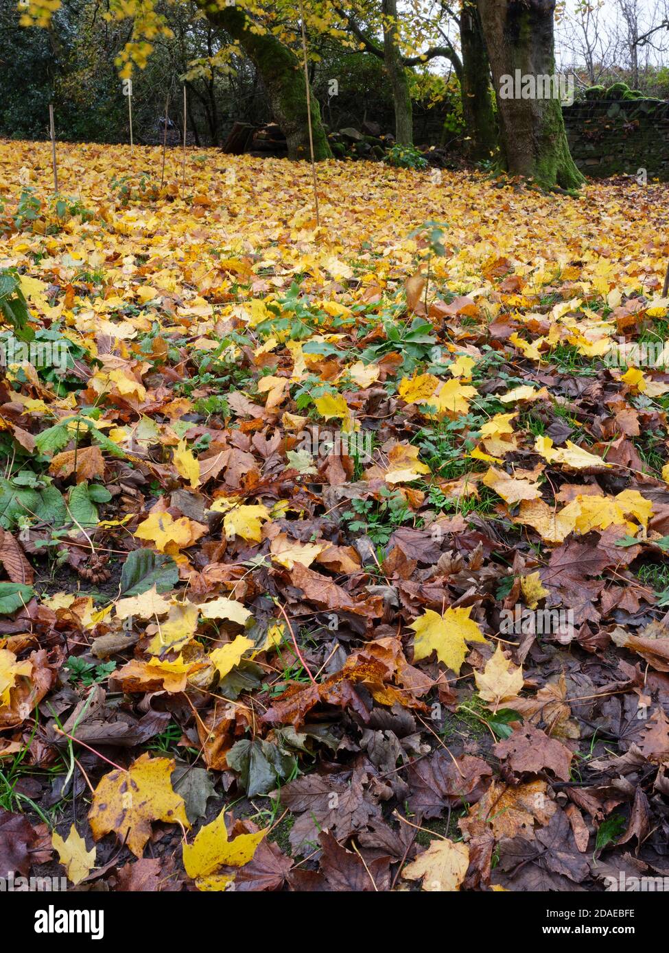 Autumn colours and a carpet of Swedish Sycamore leaves brightens a dull November afternoon Stock Photo