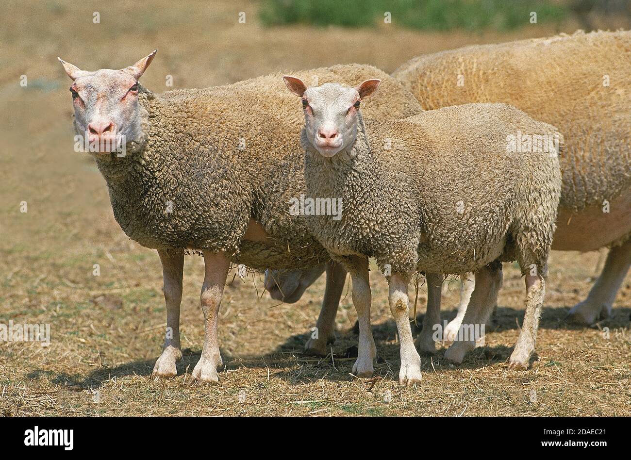 CHARMOIS SHEEP, A FRENCH BREED Stock Photo Alamy