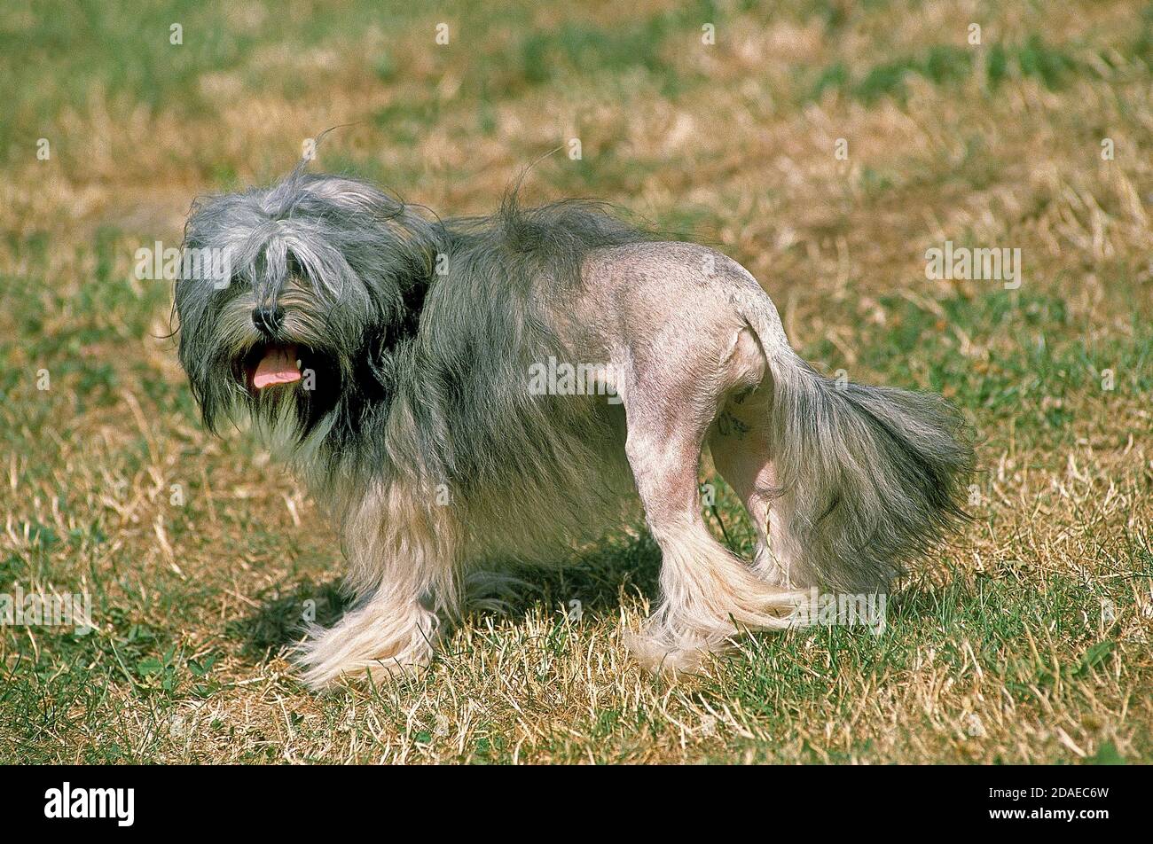 Lithe Dog Little lion dog hi-res stock photography and images - Alamy