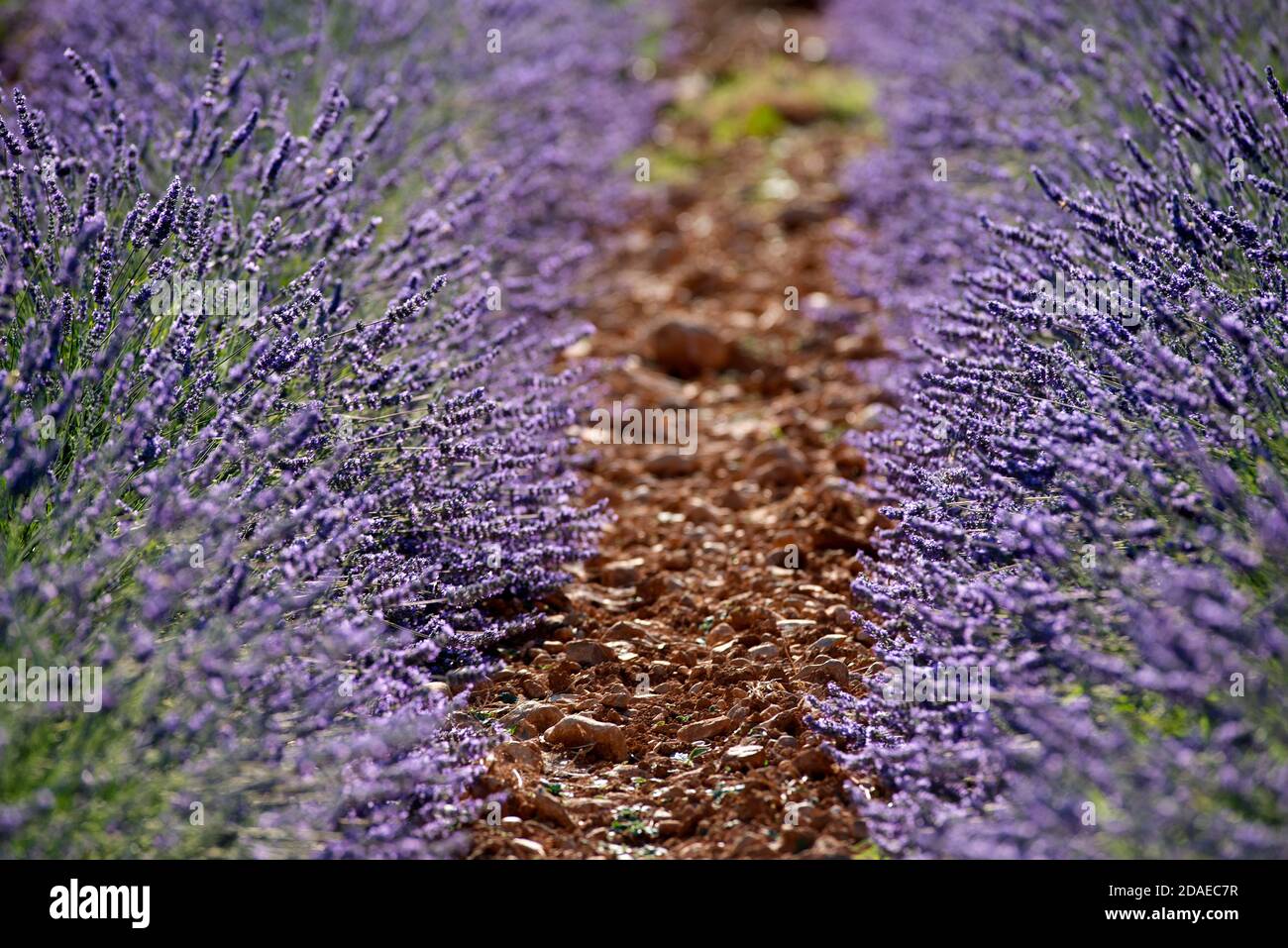 France, Alpes de Haute Provence, Plateau de Valensole, lavender fields Stock Photo
