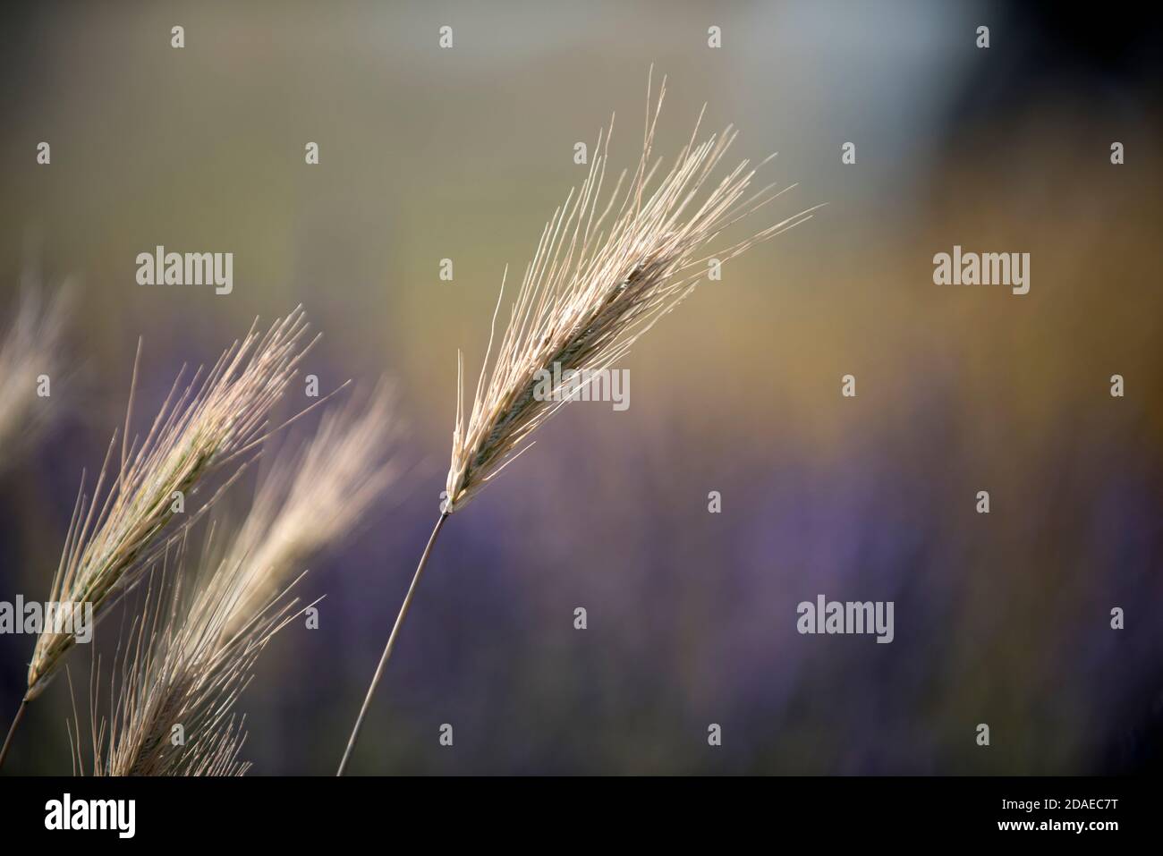 France, Alpes de Haute Provence, Plateau de Valensole, durum (Triticum durum) Stock Photo