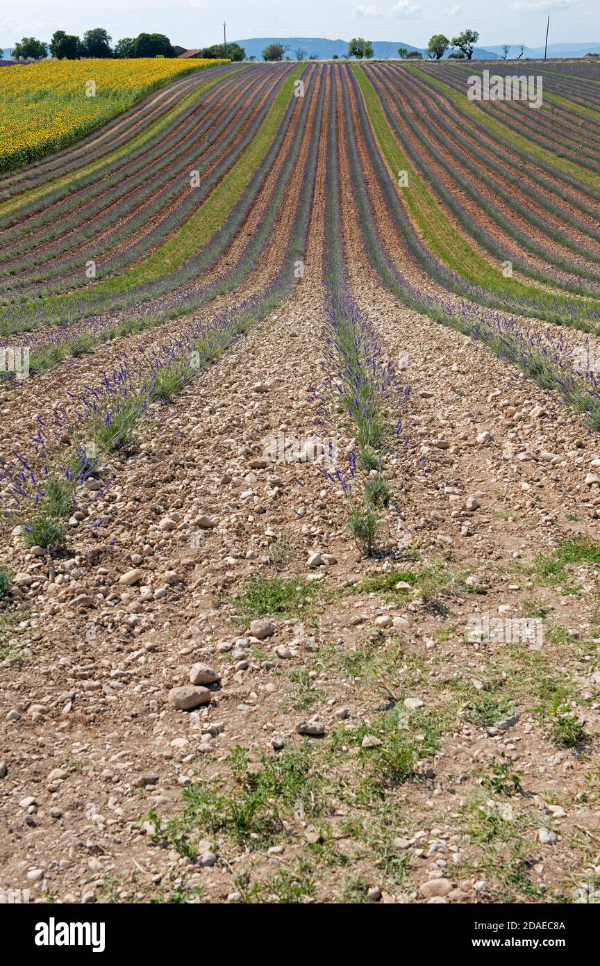 France, Alpes de Haute Provence, Plateau de Valensole, young lavender fields (Lavandula sp.) and sunflower fields Stock Photo