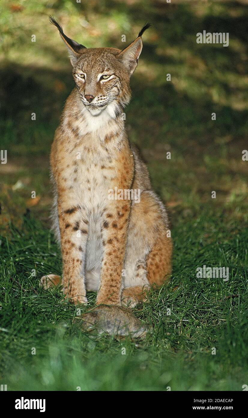 EUROPEAN LYNX felis lynx, ADULT WIHT EUROPEAN RABBIT KILL Stock Photo