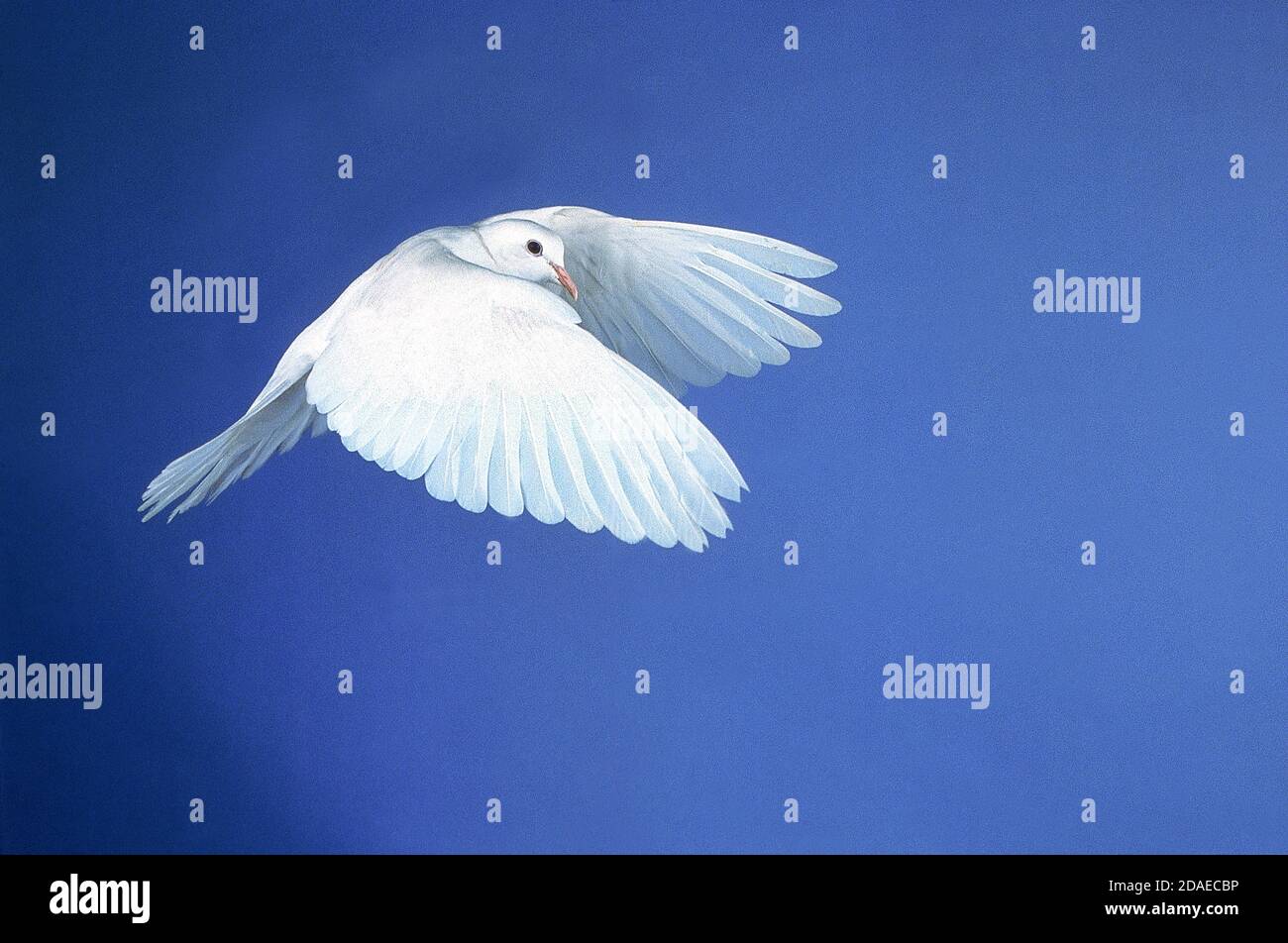 WHITE DOVE FLYING, SYMBOLIC IMAGE FOR PEACE Stock Photo Alamy