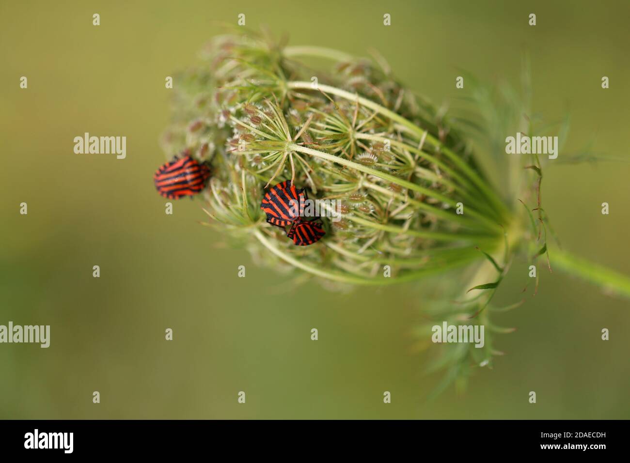 Strip bug, Graphosoma italicum, wild carrot, Daucus carota, bed bugs,  insects in the garden, seed stand, natural garden Stock Photo - Alamy