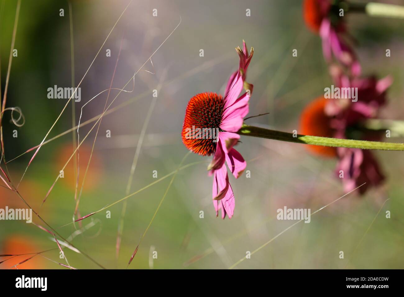 Coneflower, false sun hat, purple sun hat, Echinacea purpurea, perennials Stock Photo