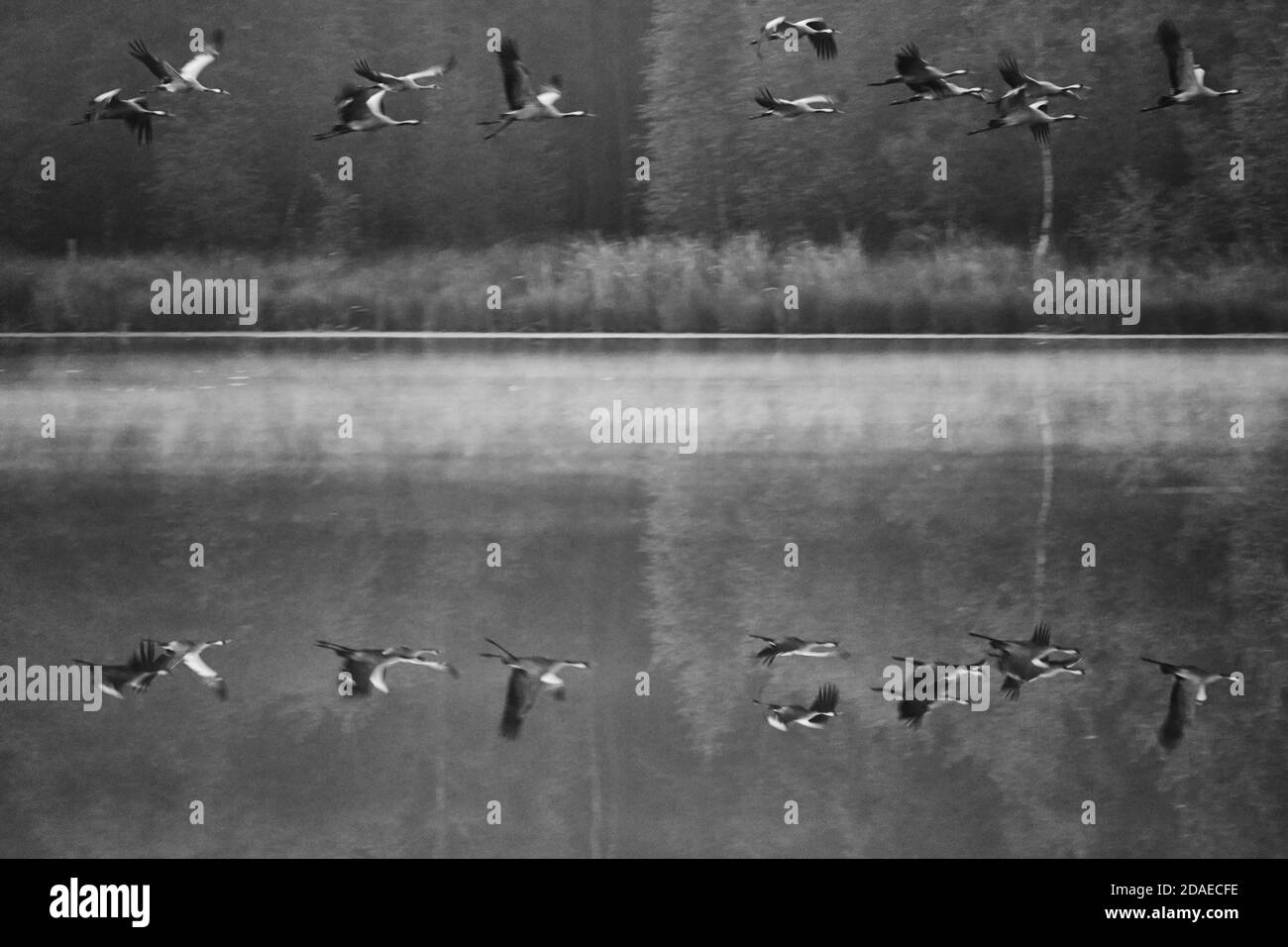 Cranes in water Black and White Stock Photos & Images - Alamy