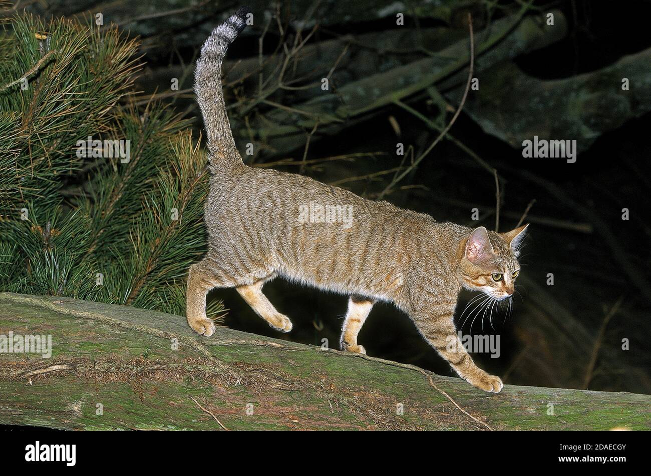 AFRICAN WILDCAT felis silvestris lybica, ADULT WALKING ON BRANCH Stock Photo