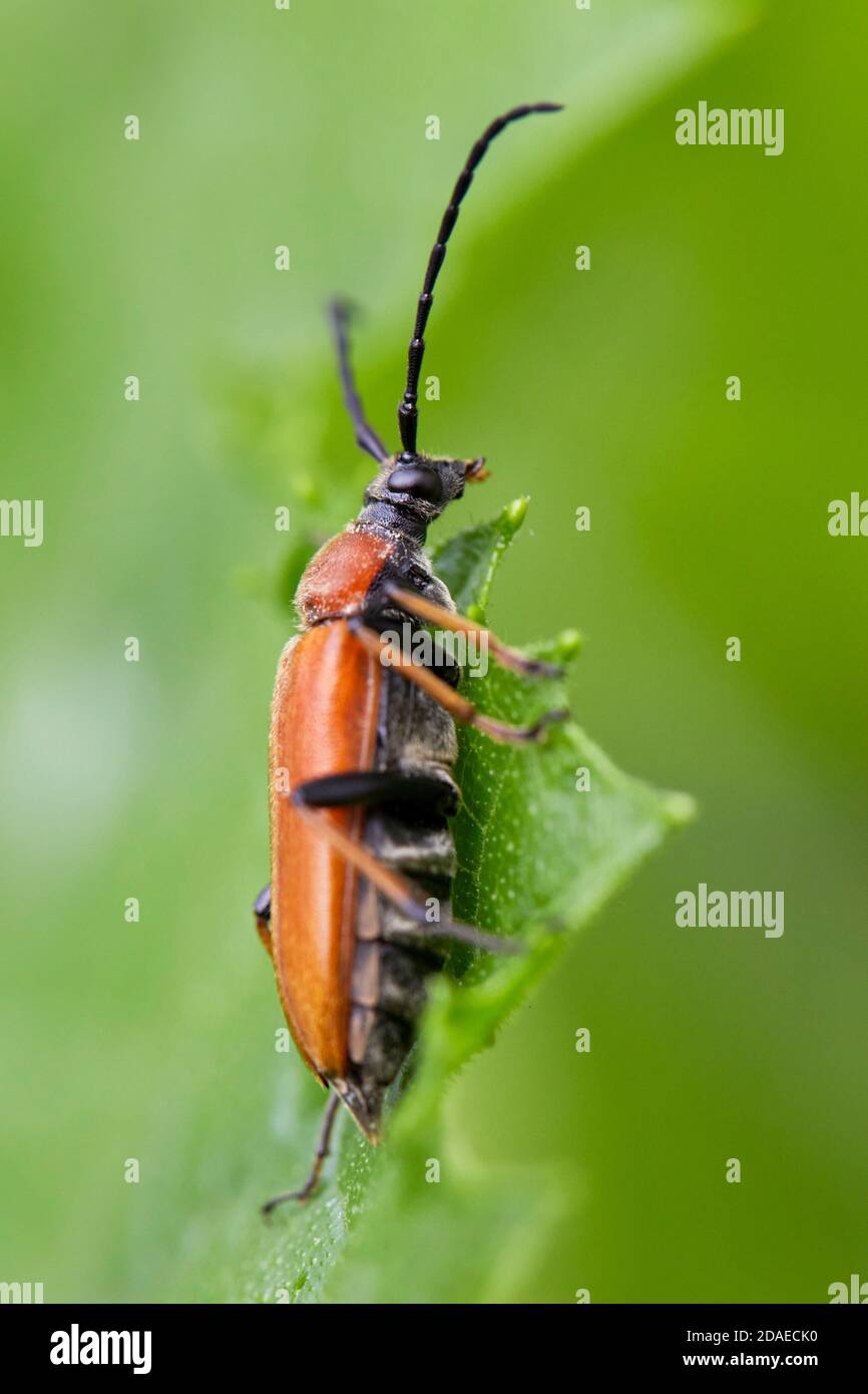 Beetle, red-necked buck, Stictoleptura rubra Stock Photo