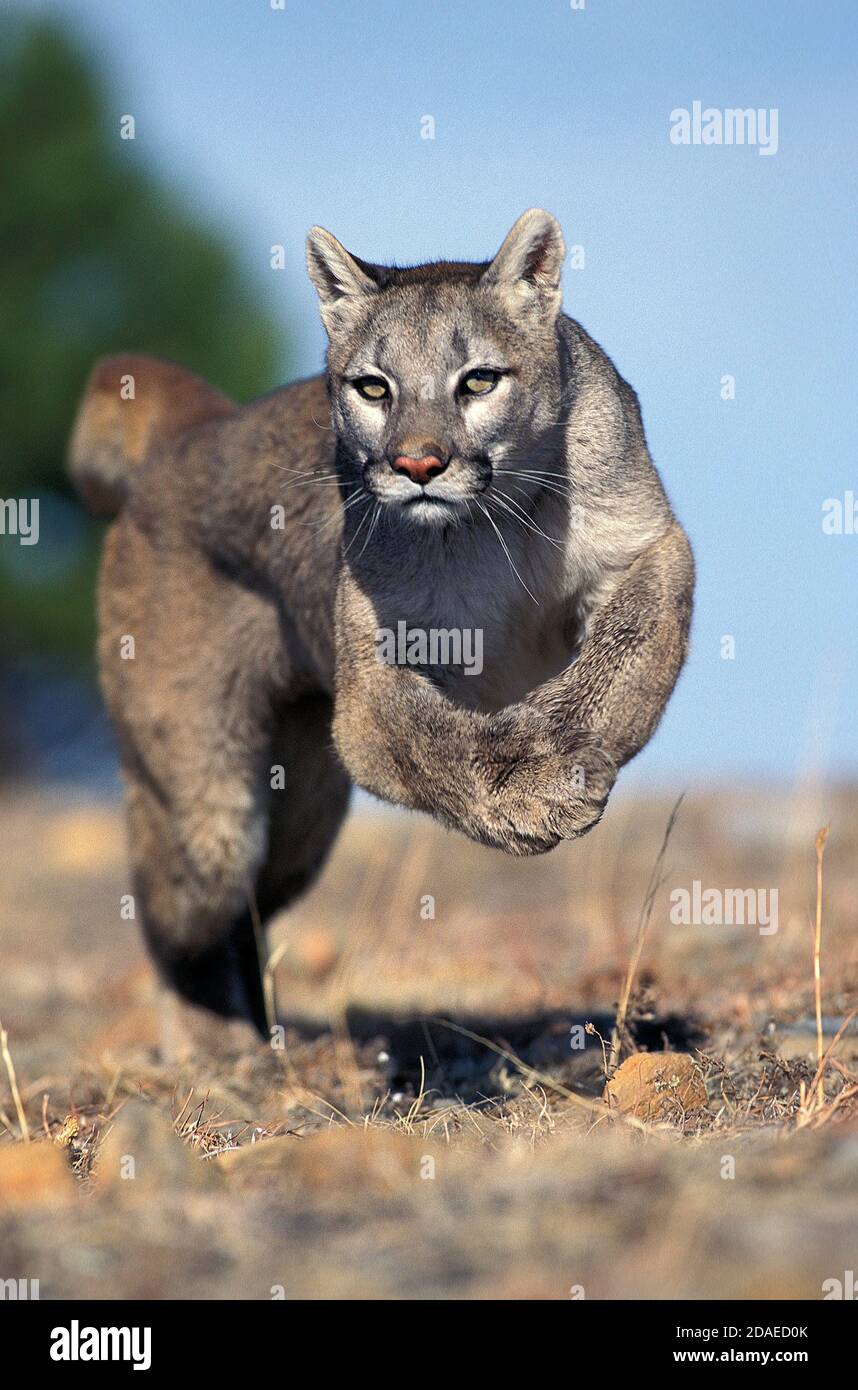 COUGAR puma concolor, ADULT RUNNING, MONTANA Stock Photo - Alamy