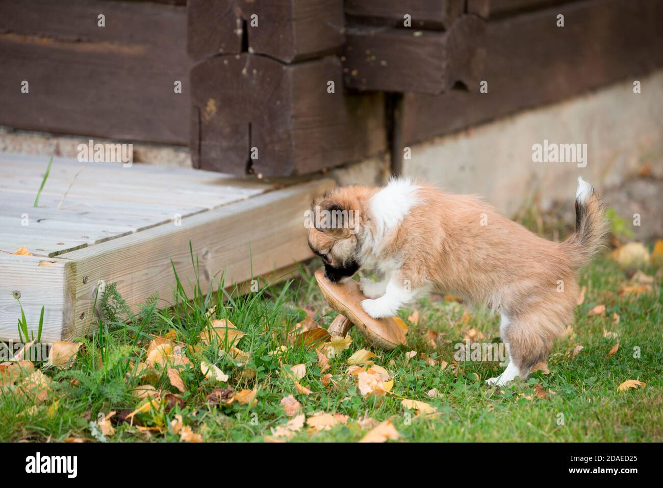 Chihuahua puppy, longhaired, sniff, mushroom, garden, autumnal scene, Finland Stock Photo