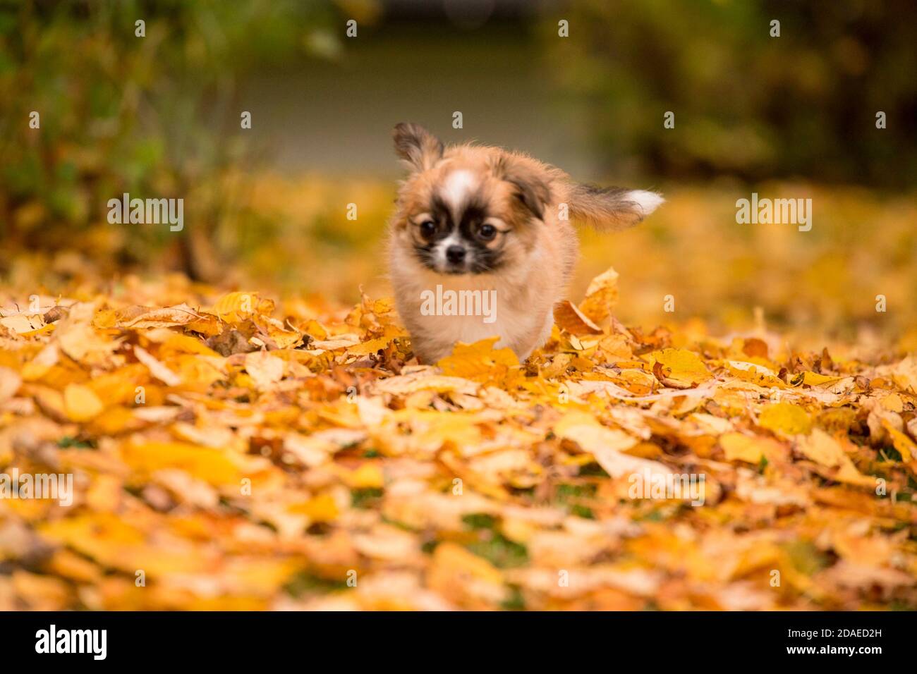 Chihuahua puppy, longhaired, autumn scene, garden, Finland Stock Photo