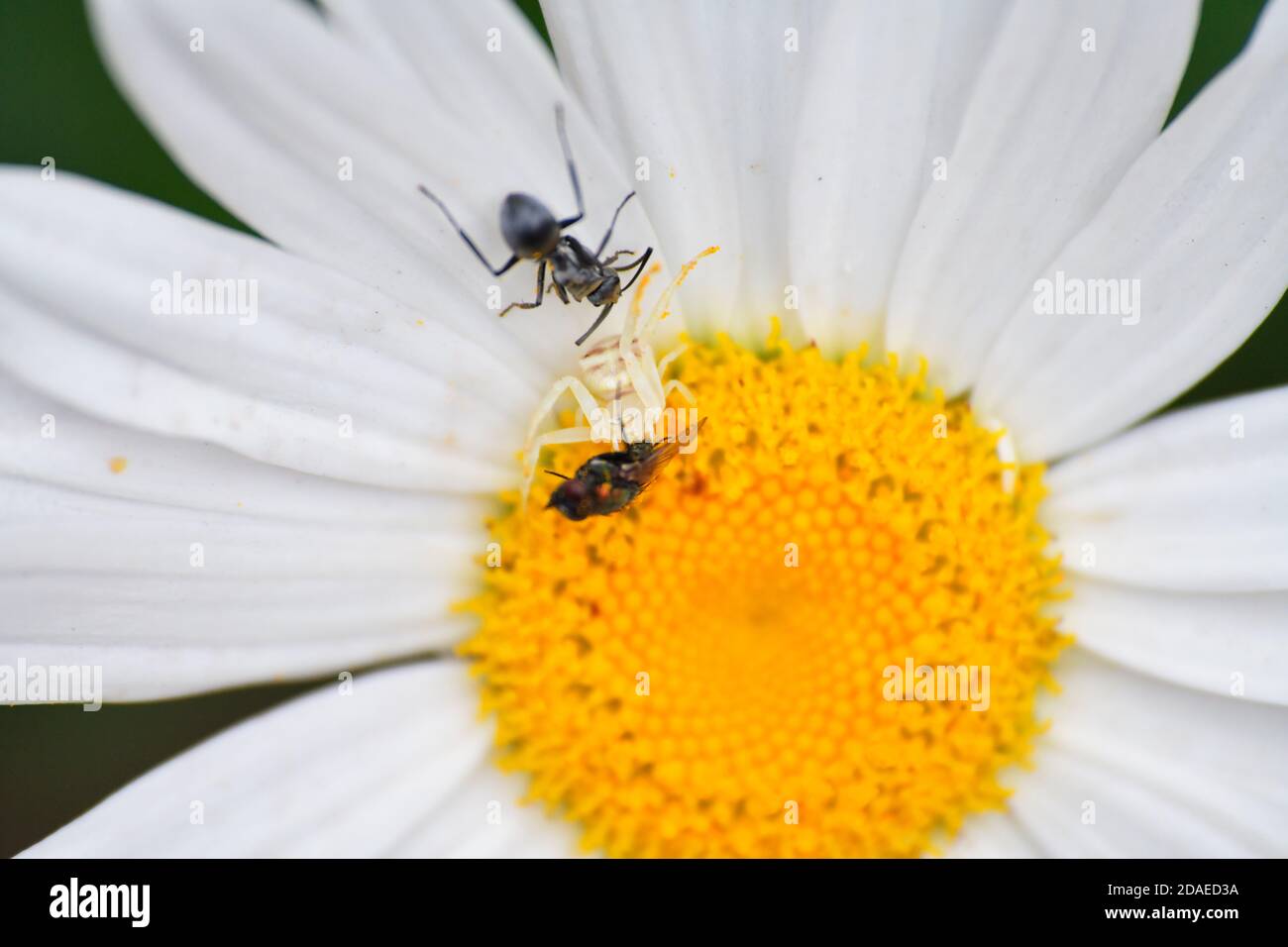 Crab Spider (family Thomisidae) with dead pollinating fly, Mount Estate, Durban, South