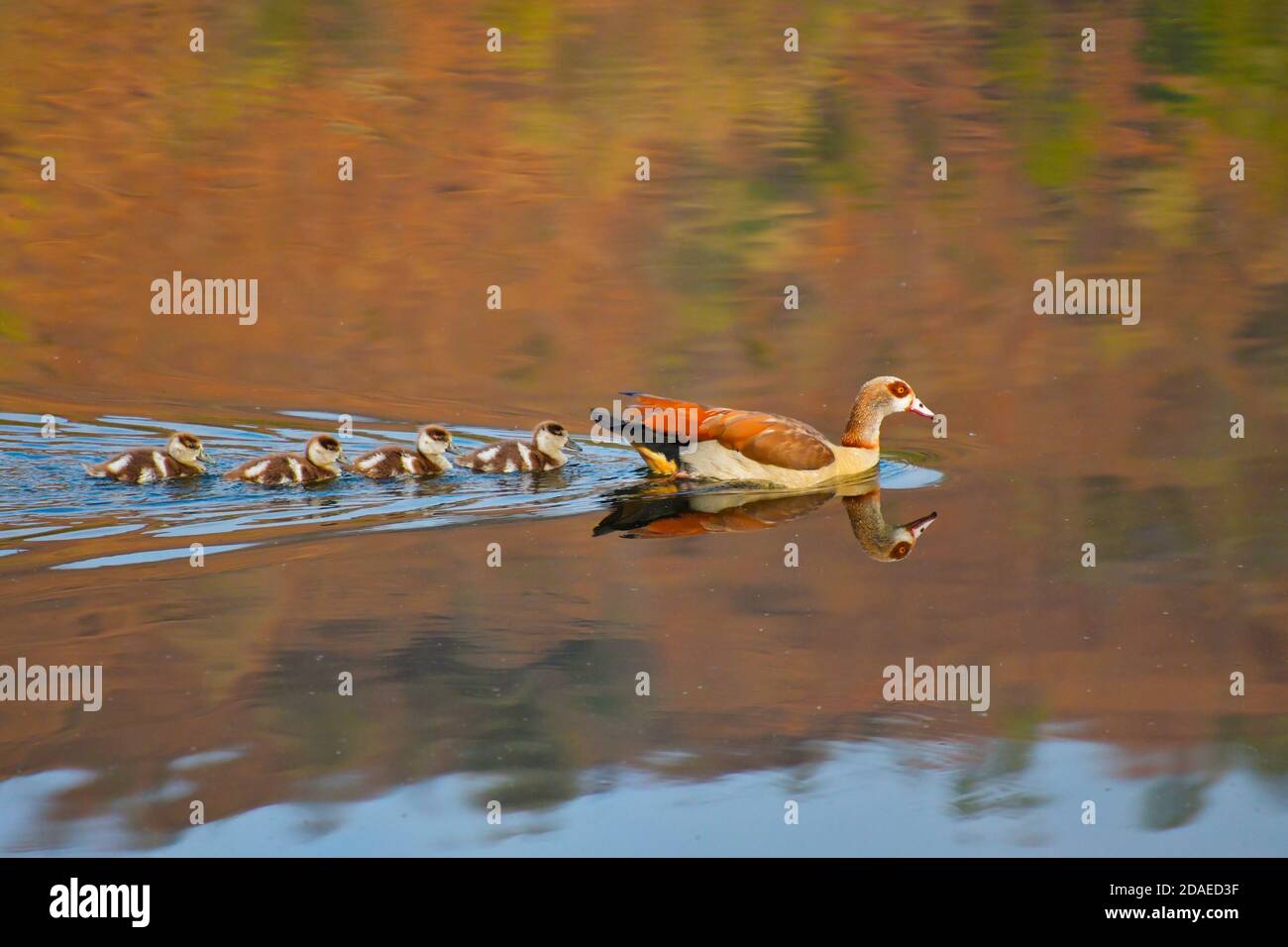 Egyptian Goose (Alopochen aegyptiaca) swimming on dam with goslings, Dragon Peaks, Drakensberg, South Africa Stock Photo