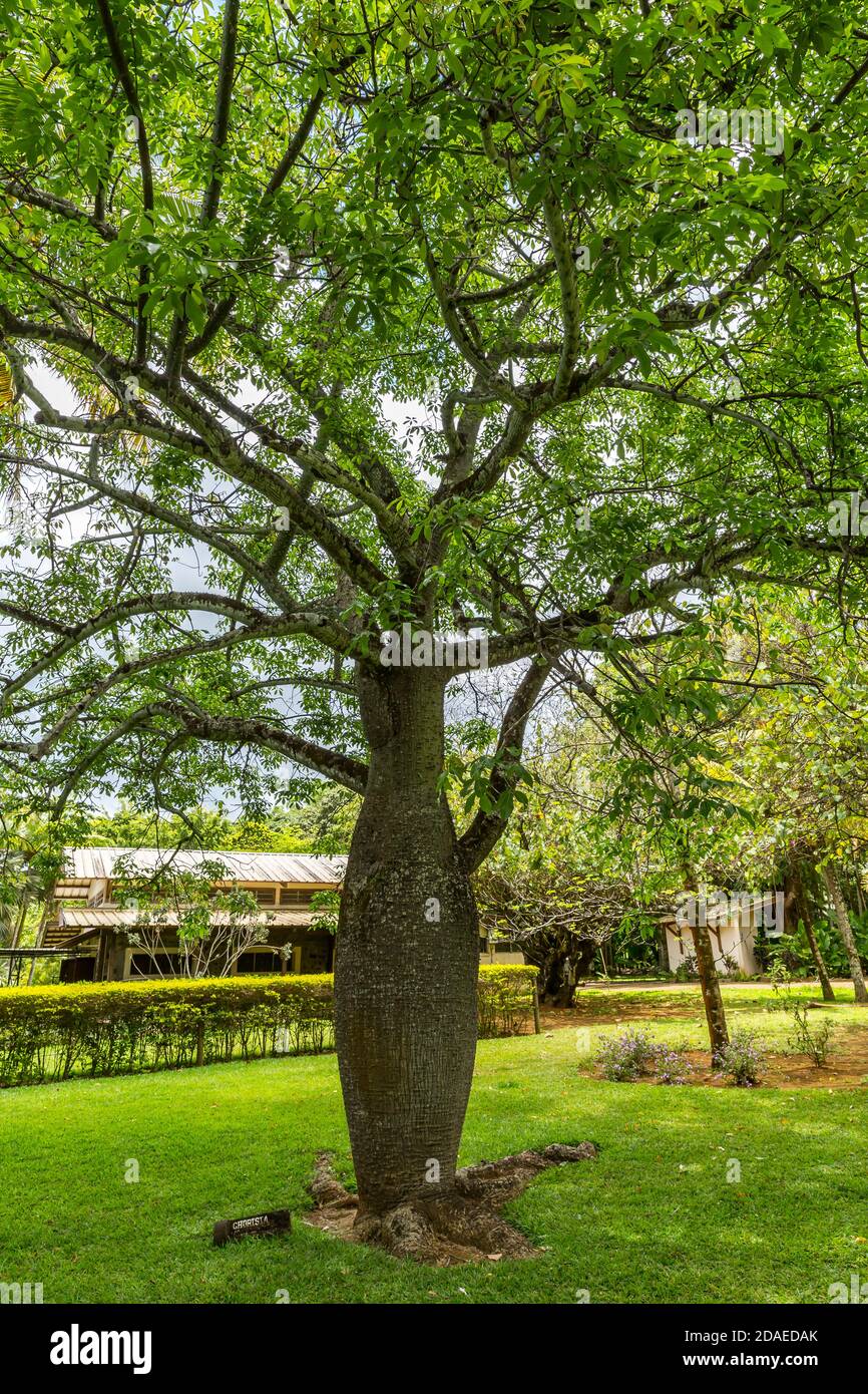 Foil silk tree, Chorisia, (Ceiba speciosa), garden with palm trees and exotic plants, Le Saint Aubin rum distillery, founded in 1819, Saint Aubin, Mauritius, Africa, Indian Ocean Stock Photo
