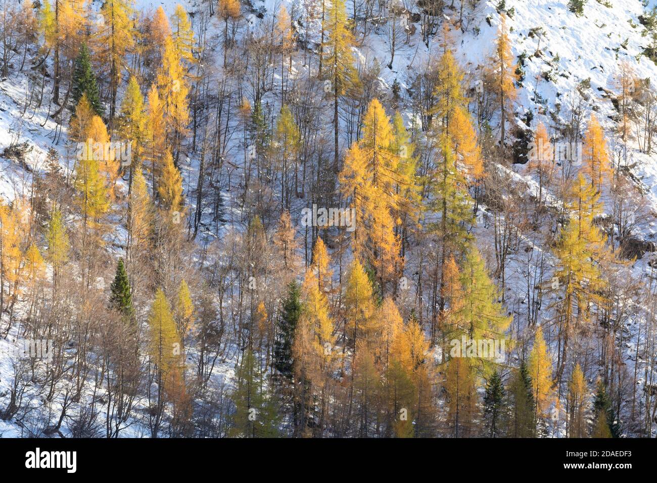 Larch forest in autumn, Corpassa valley, Civetta group, Agordino, Dolomites, Belluno, Veneto, Italy, Europe Stock Photo