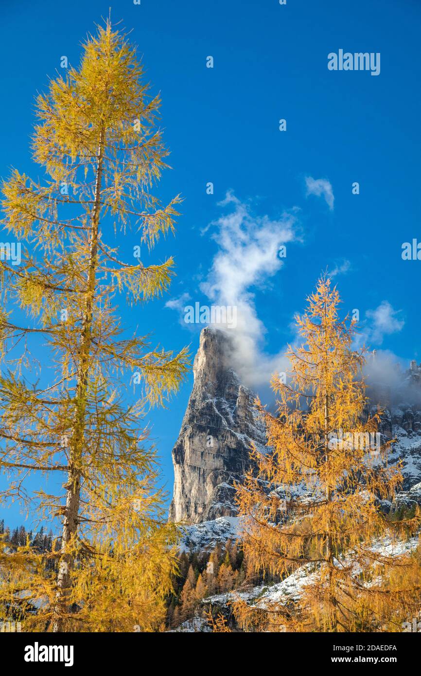 Torre Venezia between the autumn larch trees, Corpassa valley, Civetta group, Agordino, Dolomites, Belluno, Veneto, Italy, Europe Stock Photo