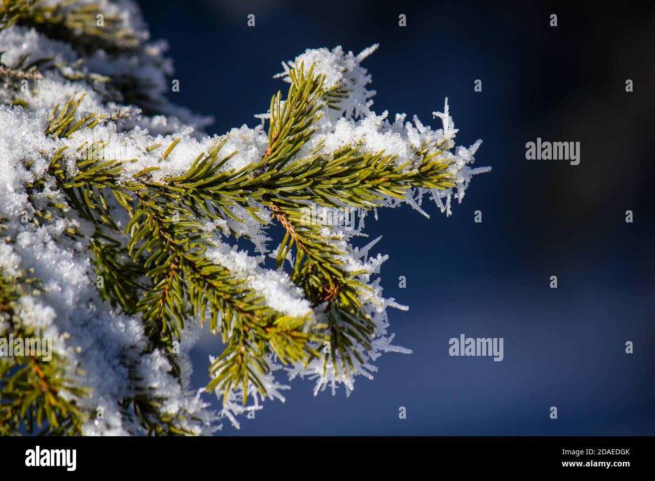 Fir tree (Picea Abies) branch covered in frozen snow during a cold winter in the Austrian Alps Stock Photo