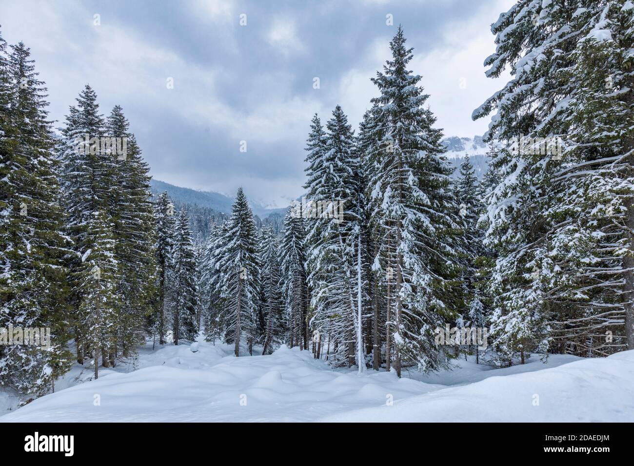 forest of firs covered by snow after a snowstorm, winter landscape, Paneveggio, Dolomites, Predazzo, Trentino, Italy Stock Photo
