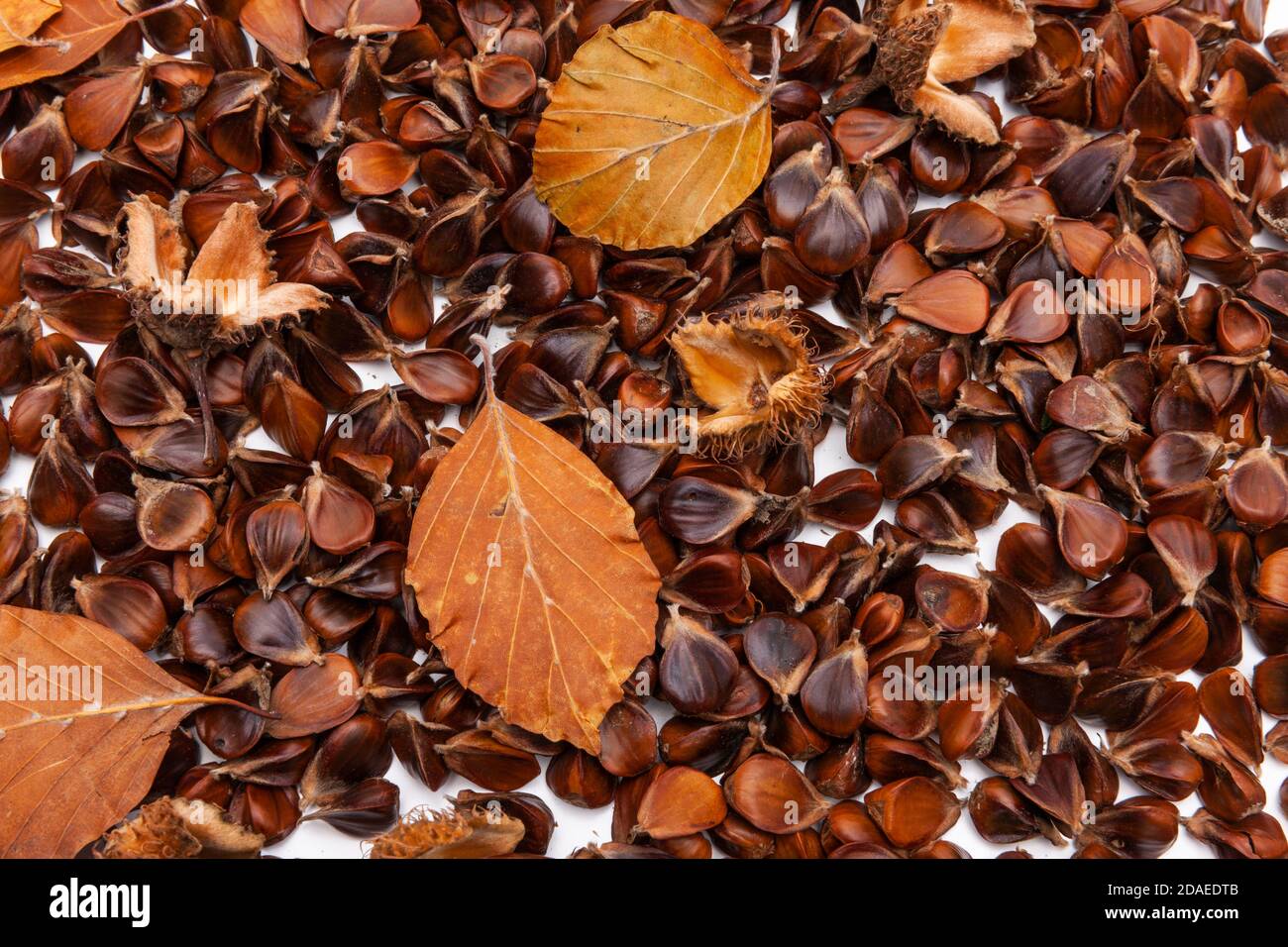 Beech Nuts High Resolution Stock Photography and Images Alamy