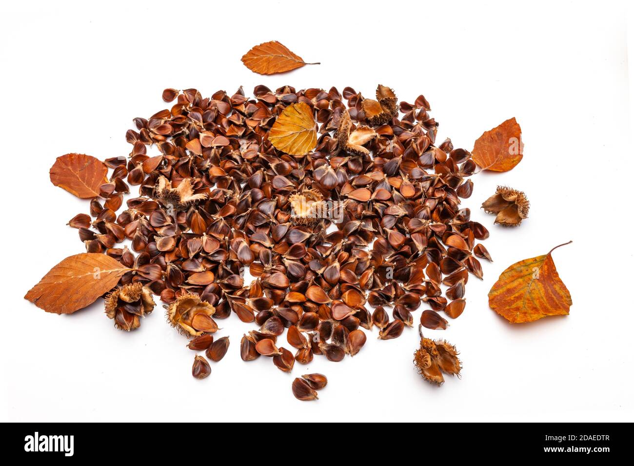 Beech tree seeds Cut Out Stock Images & Pictures Alamy