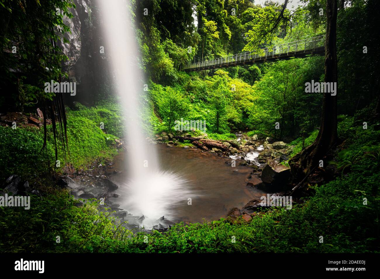 Beautiful Crystal Shower Falls in the rainforest of Dorrigo National Park. Stock Photo