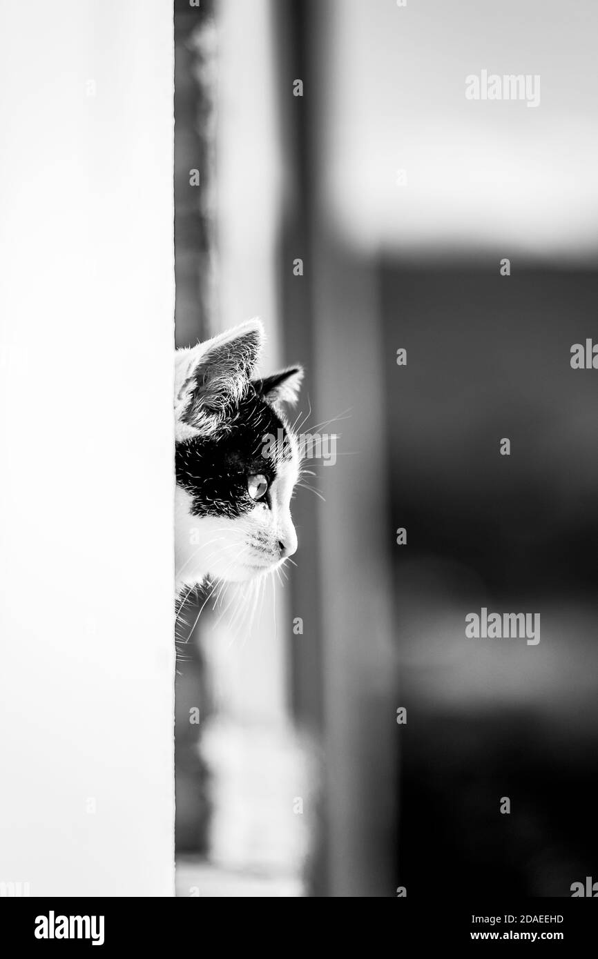 Black and white cat leaning out of the window Stock Photo - Alamy
