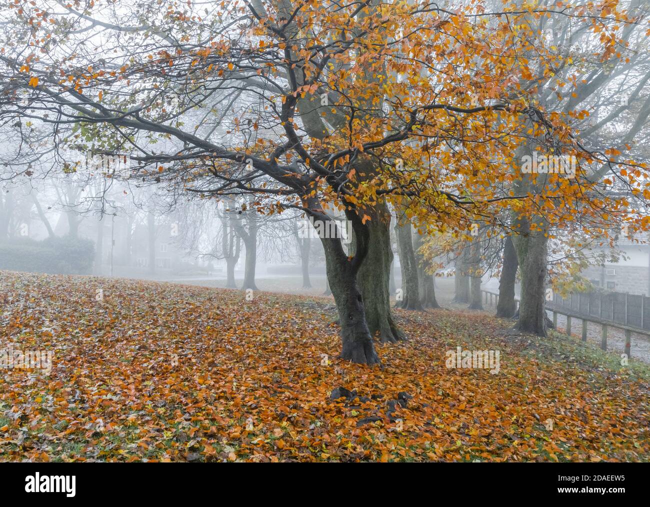 Autumn trees in fog Stock Photo - Alamy