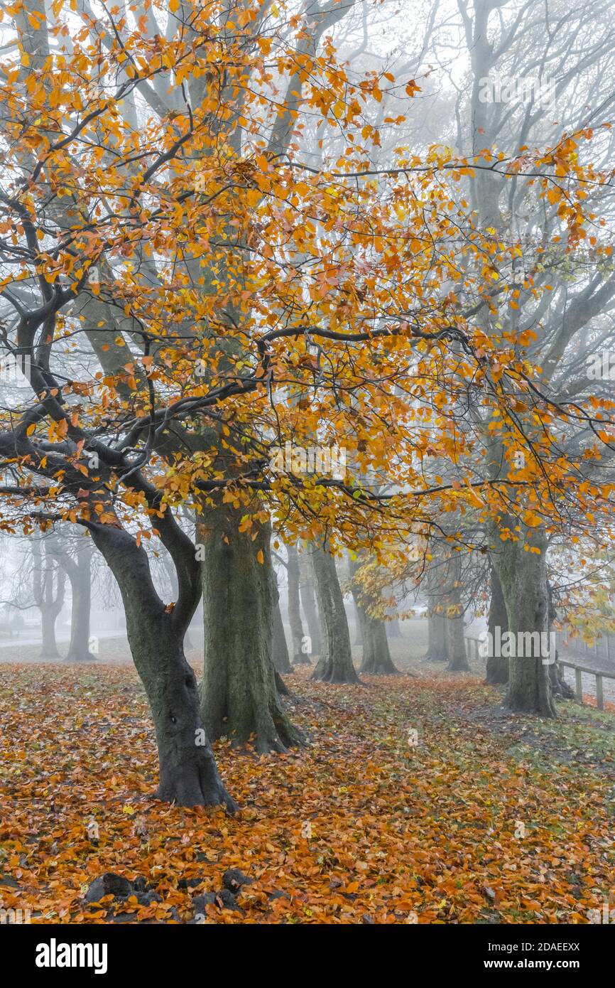 Autumn trees in fog Stock Photo - Alamy