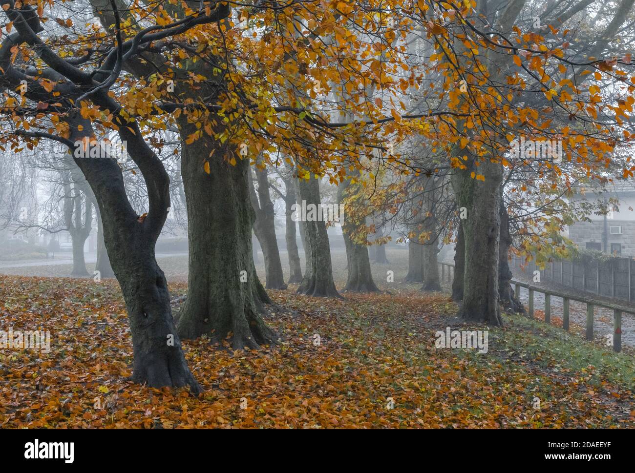 Autumn trees in fog Stock Photo - Alamy