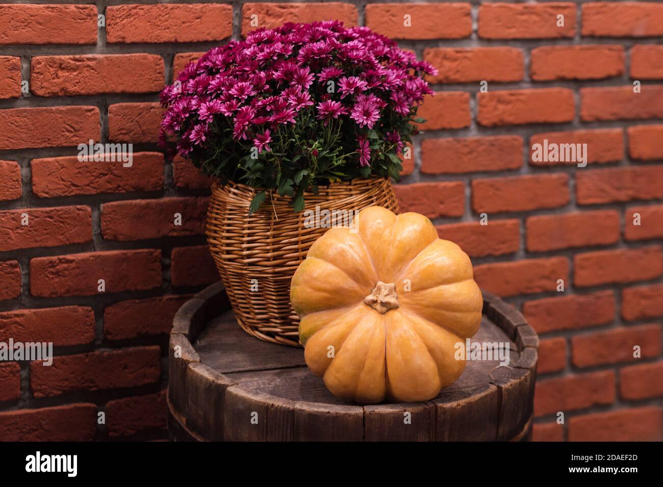 Autumn decor with pumpkin and flowers on old wooden barrel. Harvest and garden outdoor decorations for Halloween, Thanksgiving, autumn season still Stock Photo