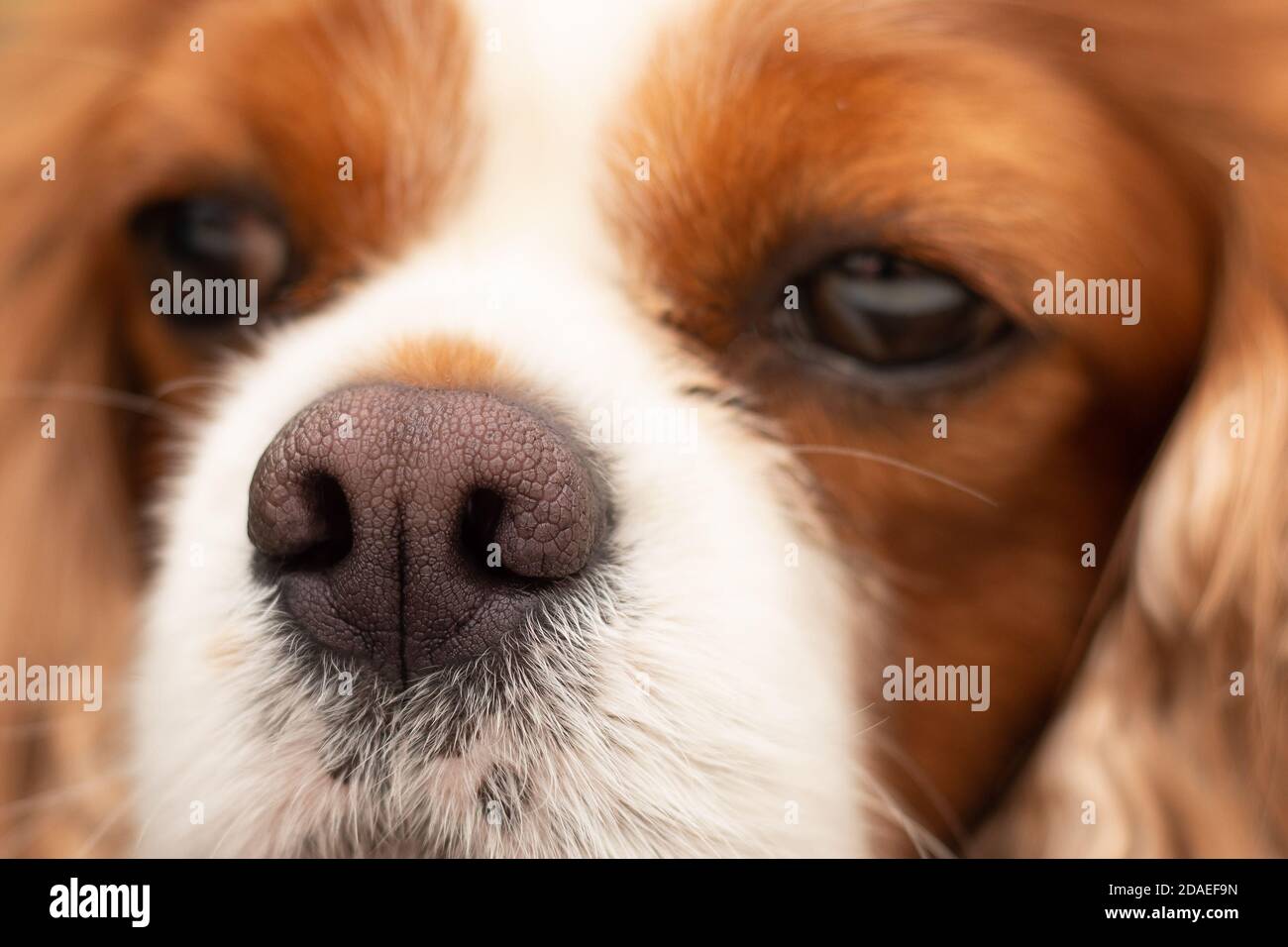 Close up of dark pink dry dog nose. Front view of dog head resting on table. Focus on nose. Relaxed red orange long hair cavalier king charles spaniel Stock Photo