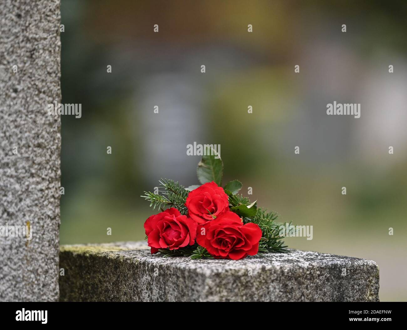 12 November 2020, Brandenburg, Frankfurt (Oder): Red roses are placed on a  central memorial site in a cemetery. November 15 is the day of national  mourning. Since 1952 it is celebrated two