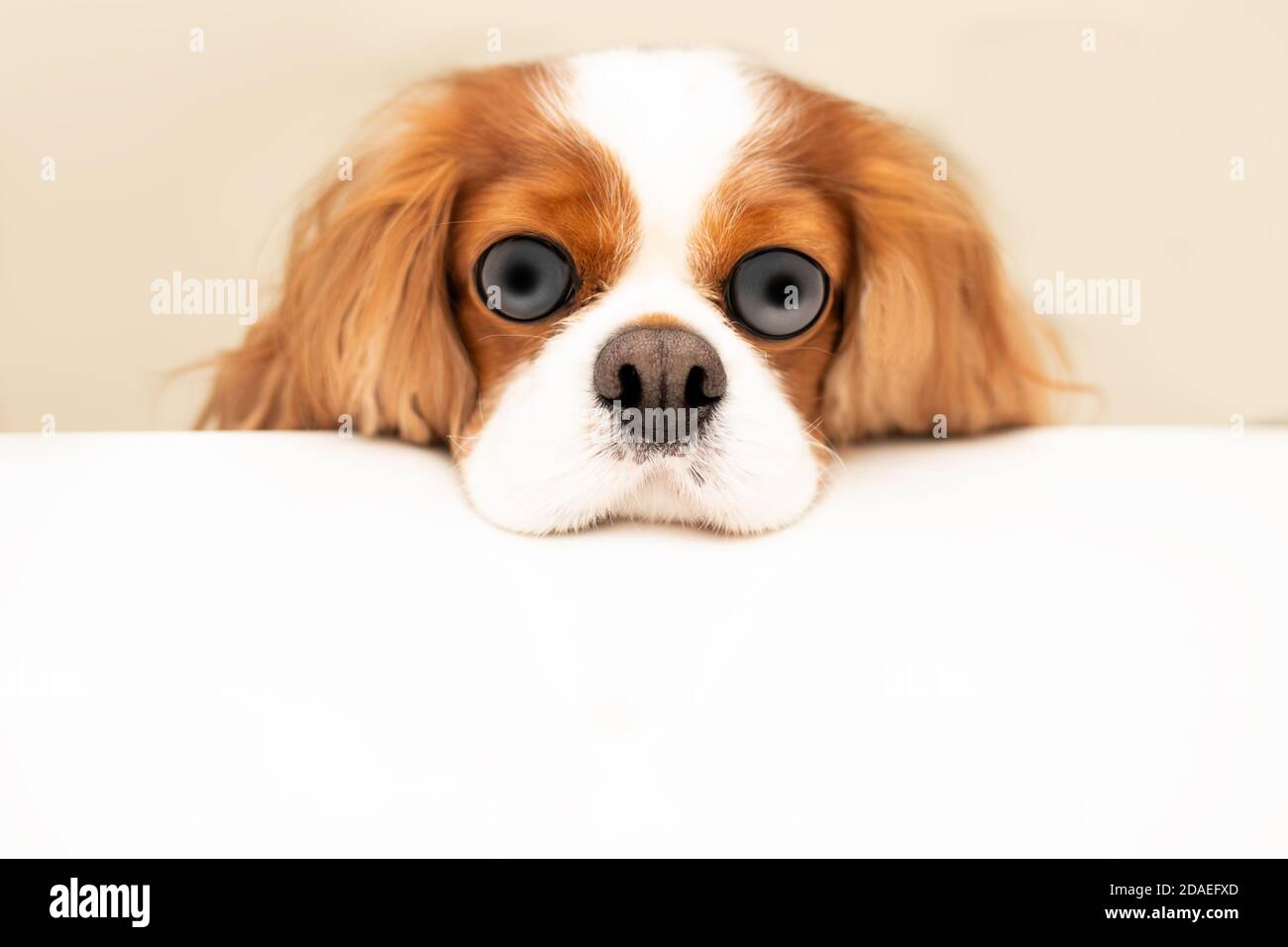 Funny photo of a dog with bulging eyes and a swollen nose. The Cavalier King Charles Spaniel put his head on the table. Hungry dog humor concept. Copy Stock Photo