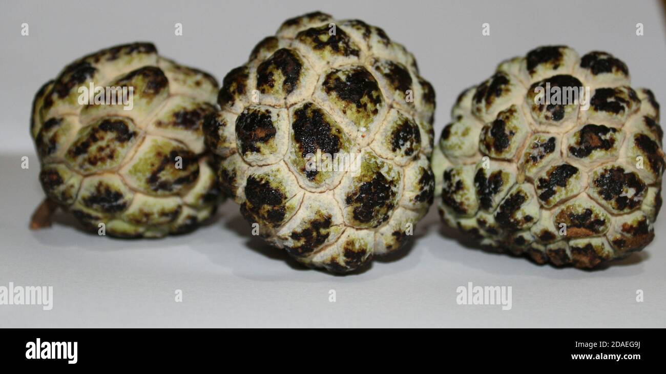 Wild sweetsop, Custard apple is a common name for a fruit with white background. Stock Photo